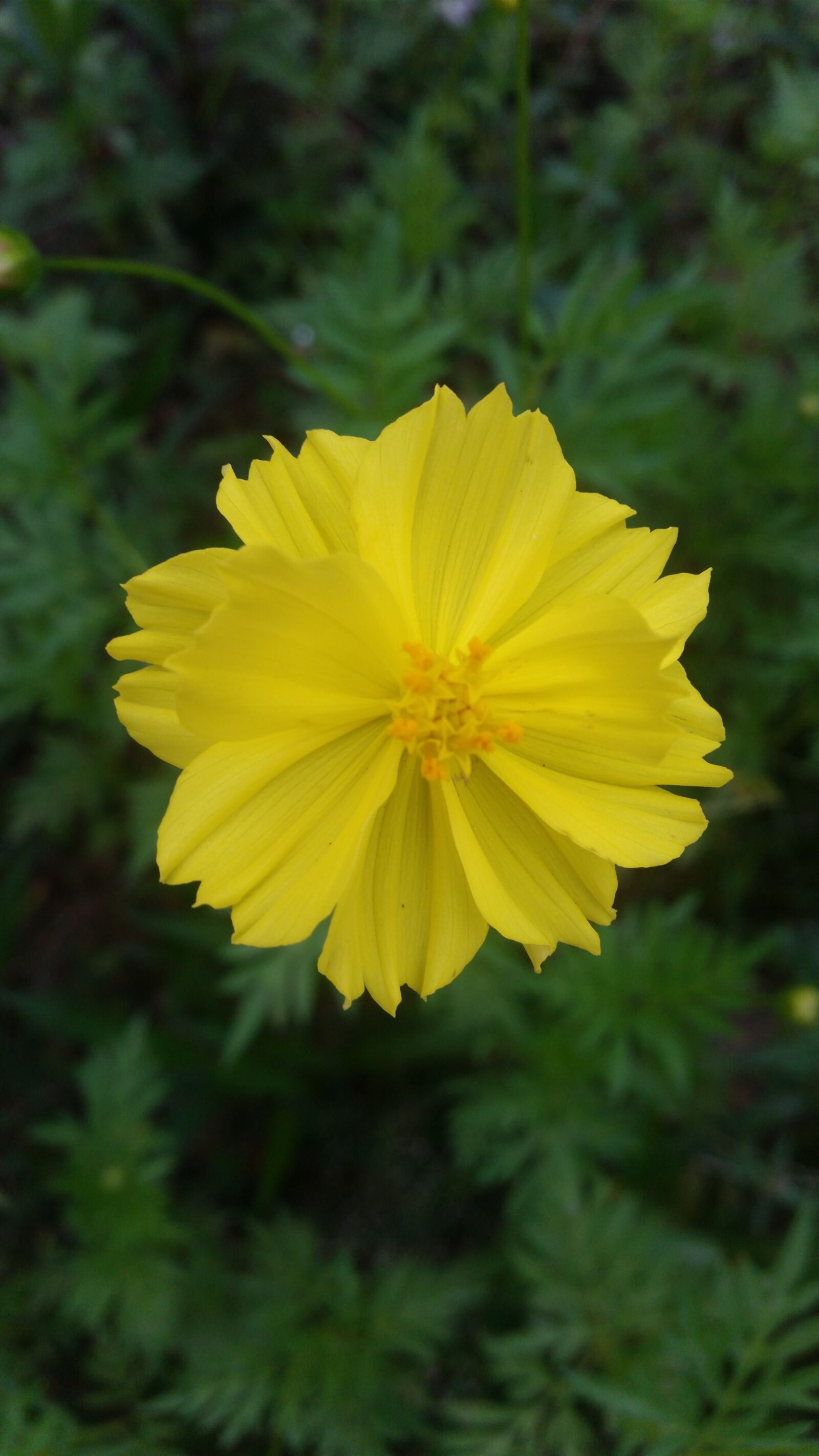 Samsung Galaxy S5 sample photo. Flower, flowers, starburst photography