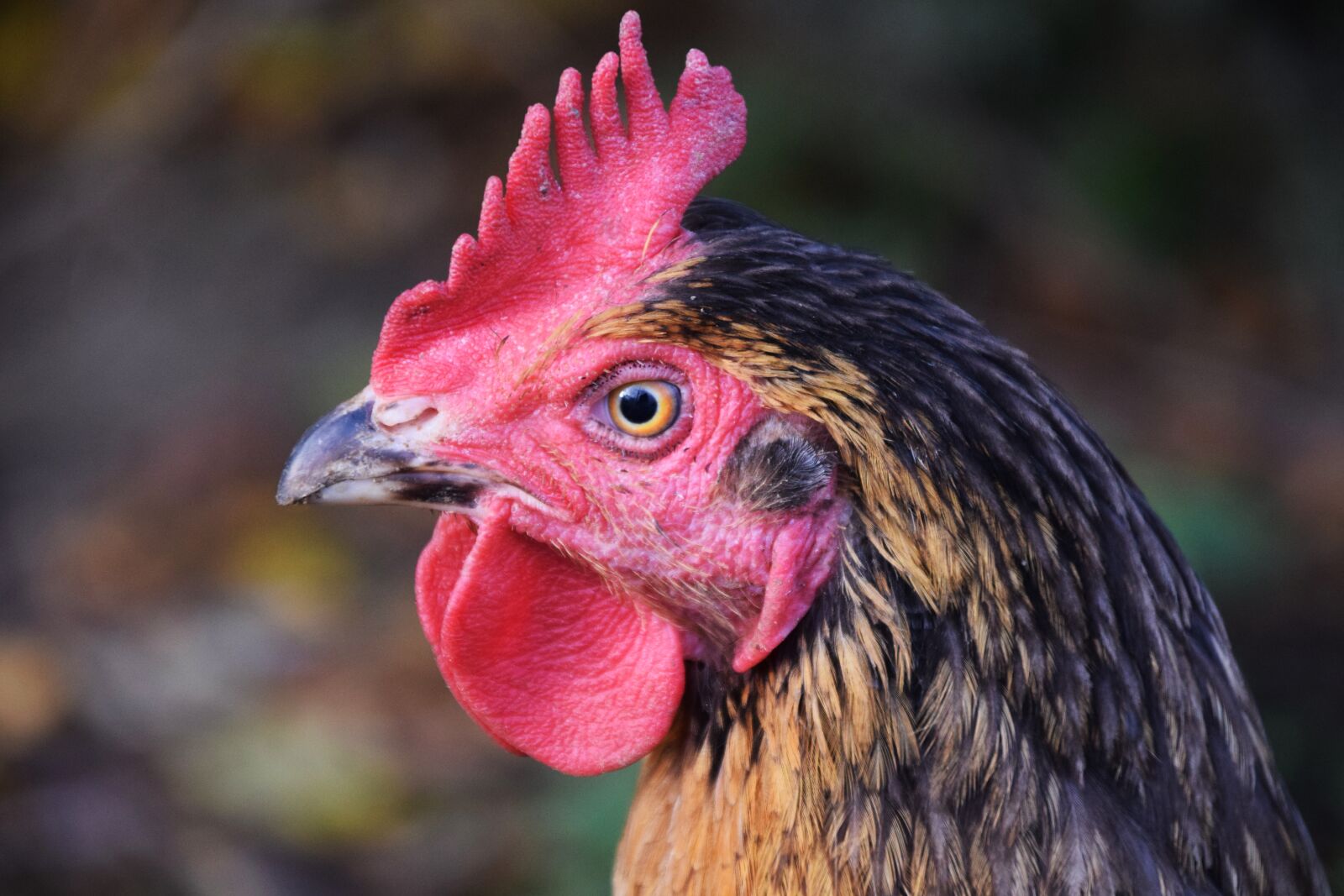 Nikon D3300 sample photo. Hahn, poultry, gockel photography