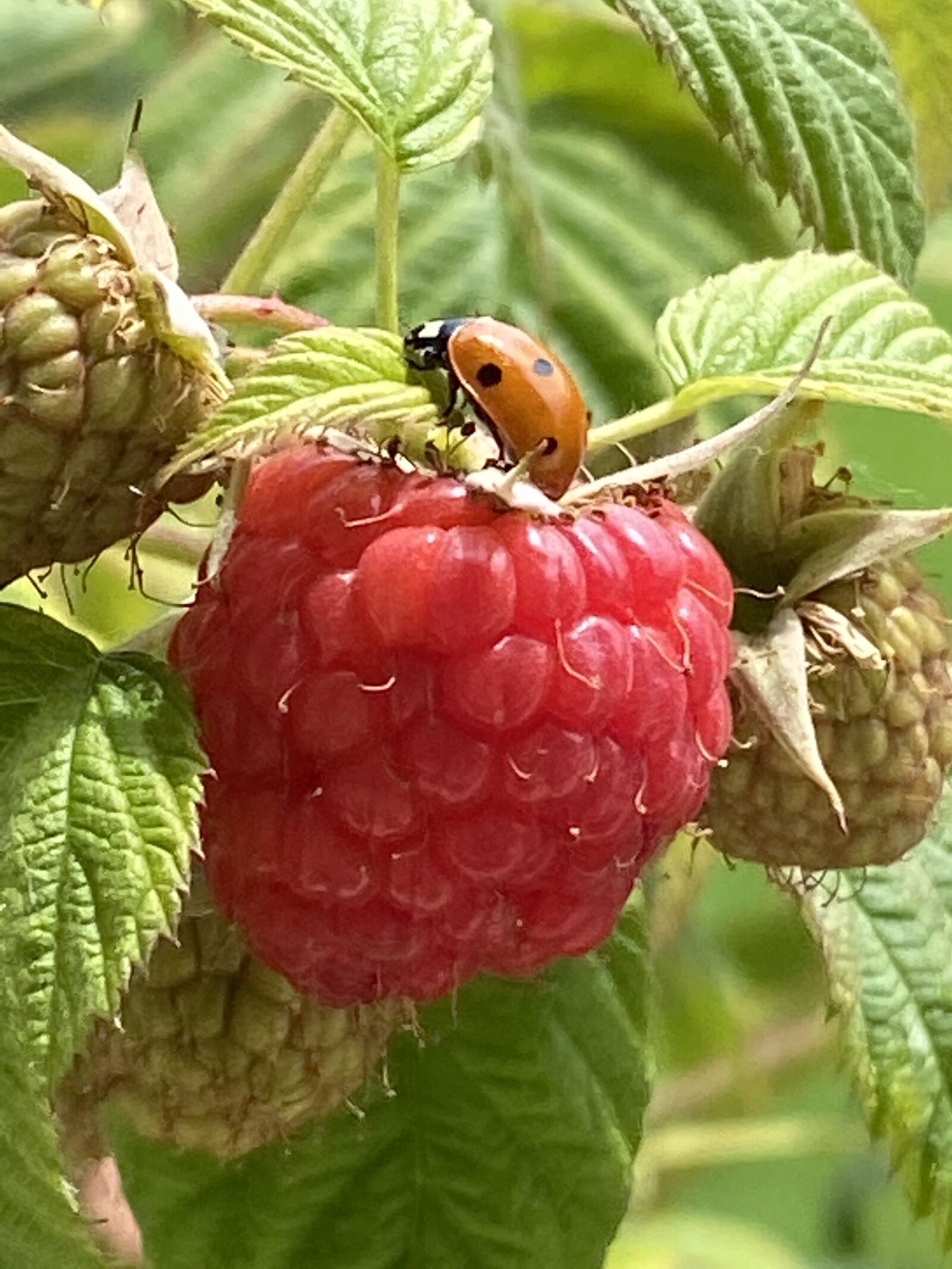 Apple iPhone 11 Pro Max sample photo. Ladybug, raspberry, nature photography