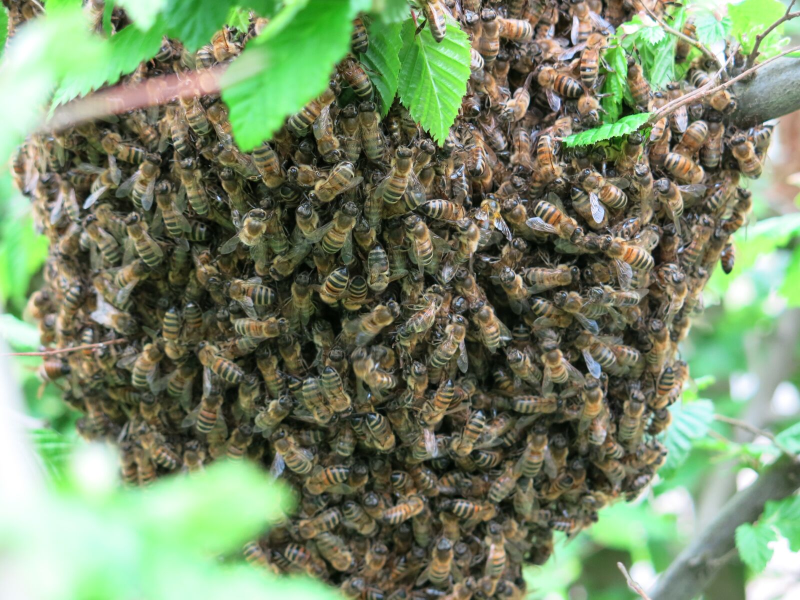Canon PowerShot G15 sample photo. Bees, swarm, summer photography