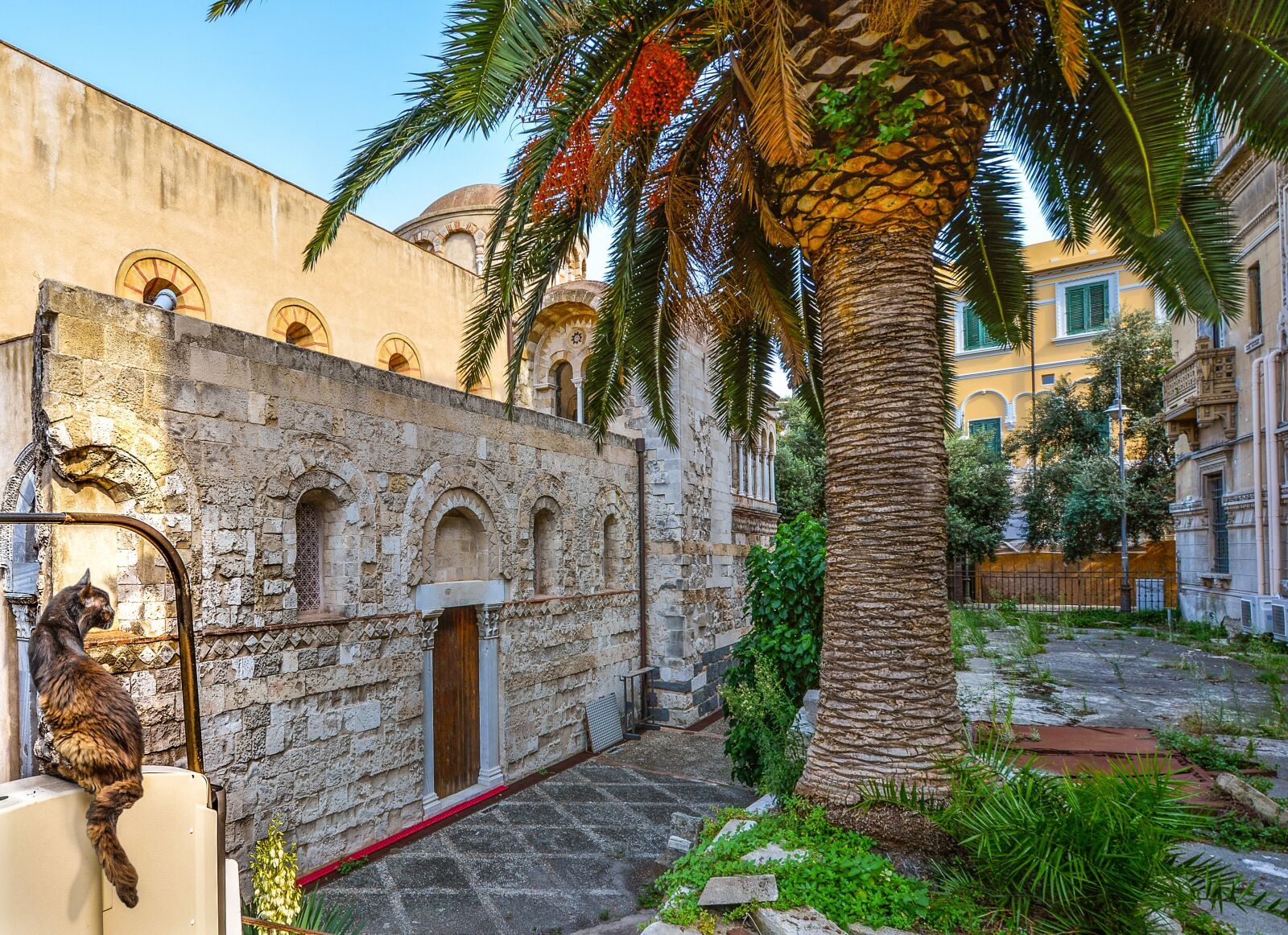 Nikon D5200 sample photo. Cat, sicily, messina photography