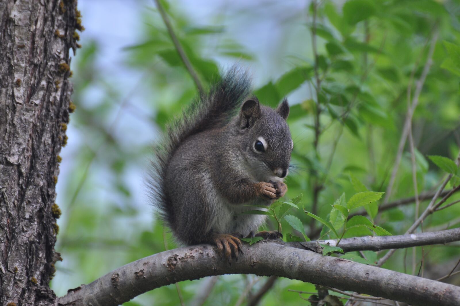 Nikon D90 sample photo. Animal, squirrel, nature photography