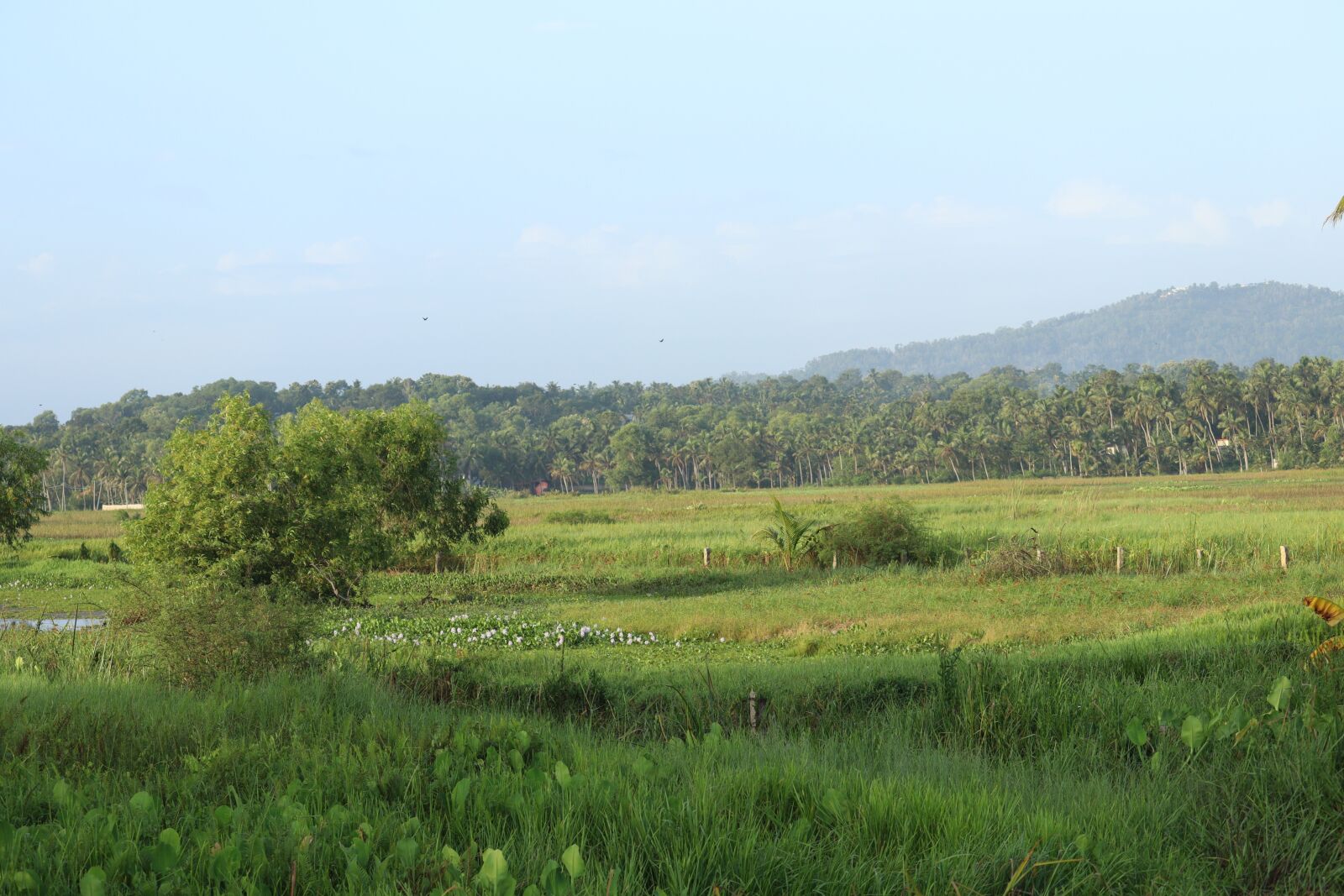 Canon EOS 250D (EOS Rebel SL3 / EOS Kiss X10 / EOS 200D II) sample photo. Kerala, nature, green photography