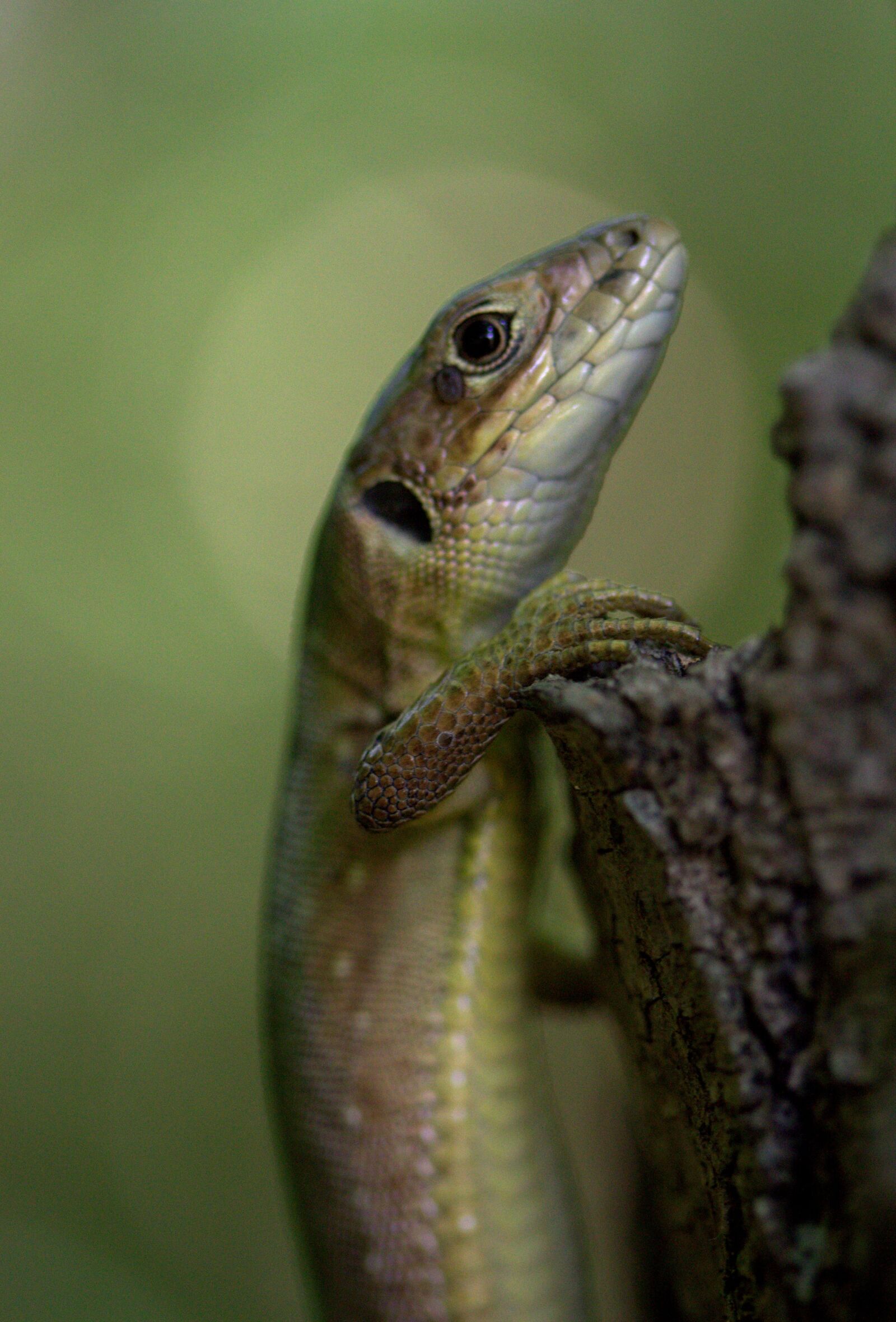 Canon EF-S 60mm F2.8 Macro USM sample photo. The lizard, reptile, green photography