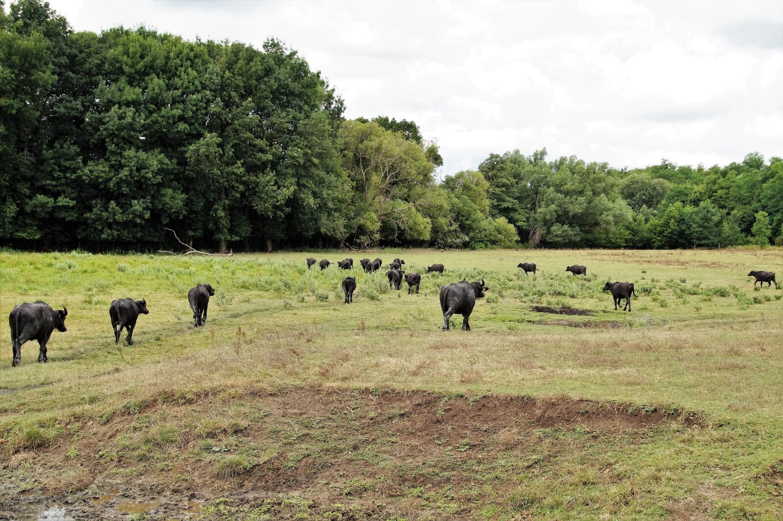 Sony SLT-A58 sample photo. Buffalo, herd, puszta photography