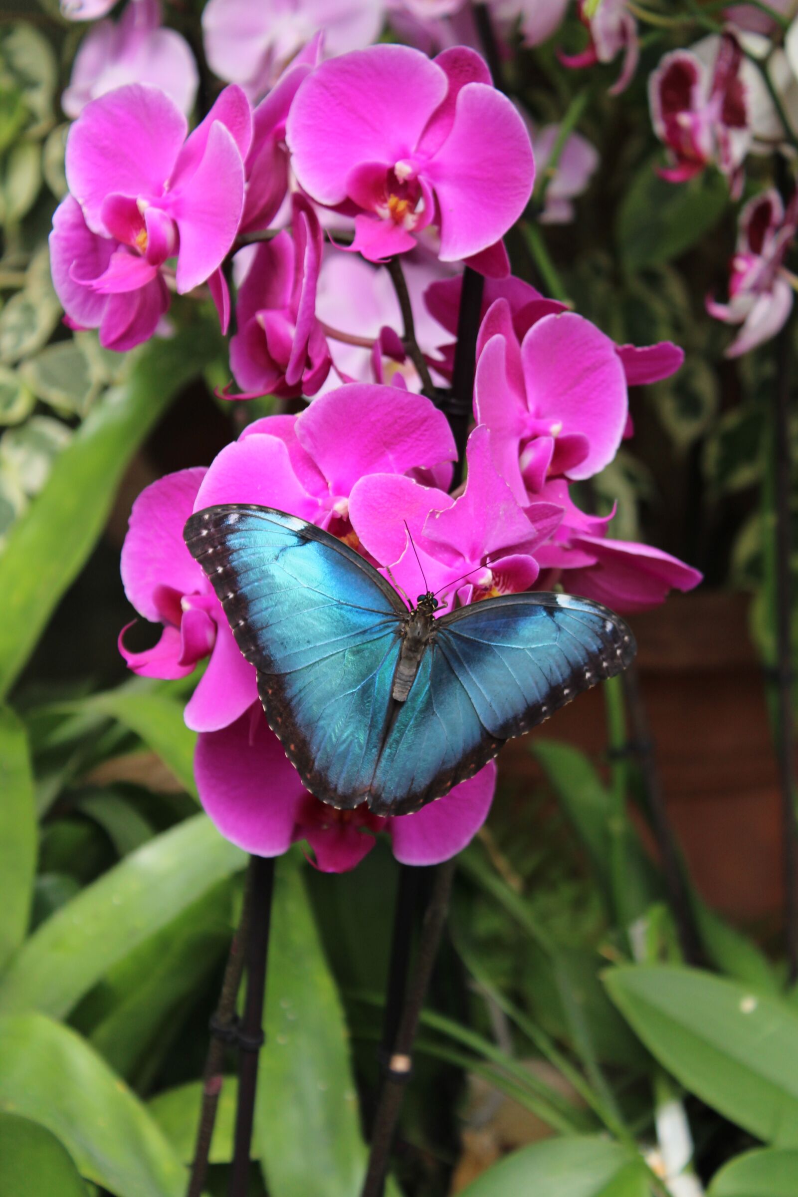 Canon EOS 1200D (EOS Rebel T5 / EOS Kiss X70 / EOS Hi) sample photo. Pollination, butterfly, flower photography