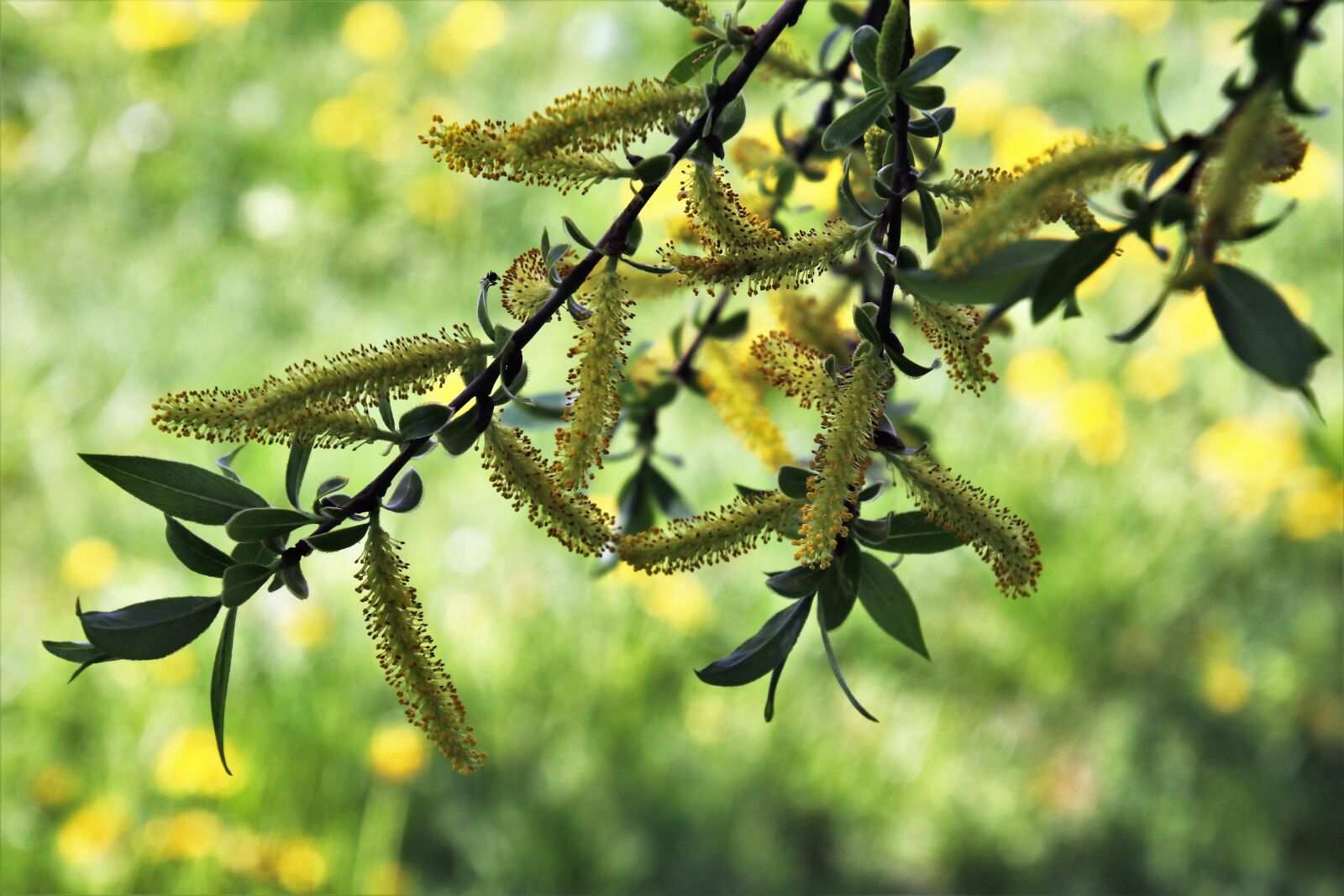 Canon EOS 80D sample photo. Willow, spring, nature photography