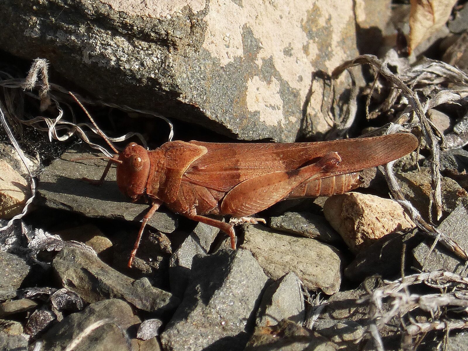 Panasonic DMC-FZ62 sample photo. Grasshopper, insect, lobster photography