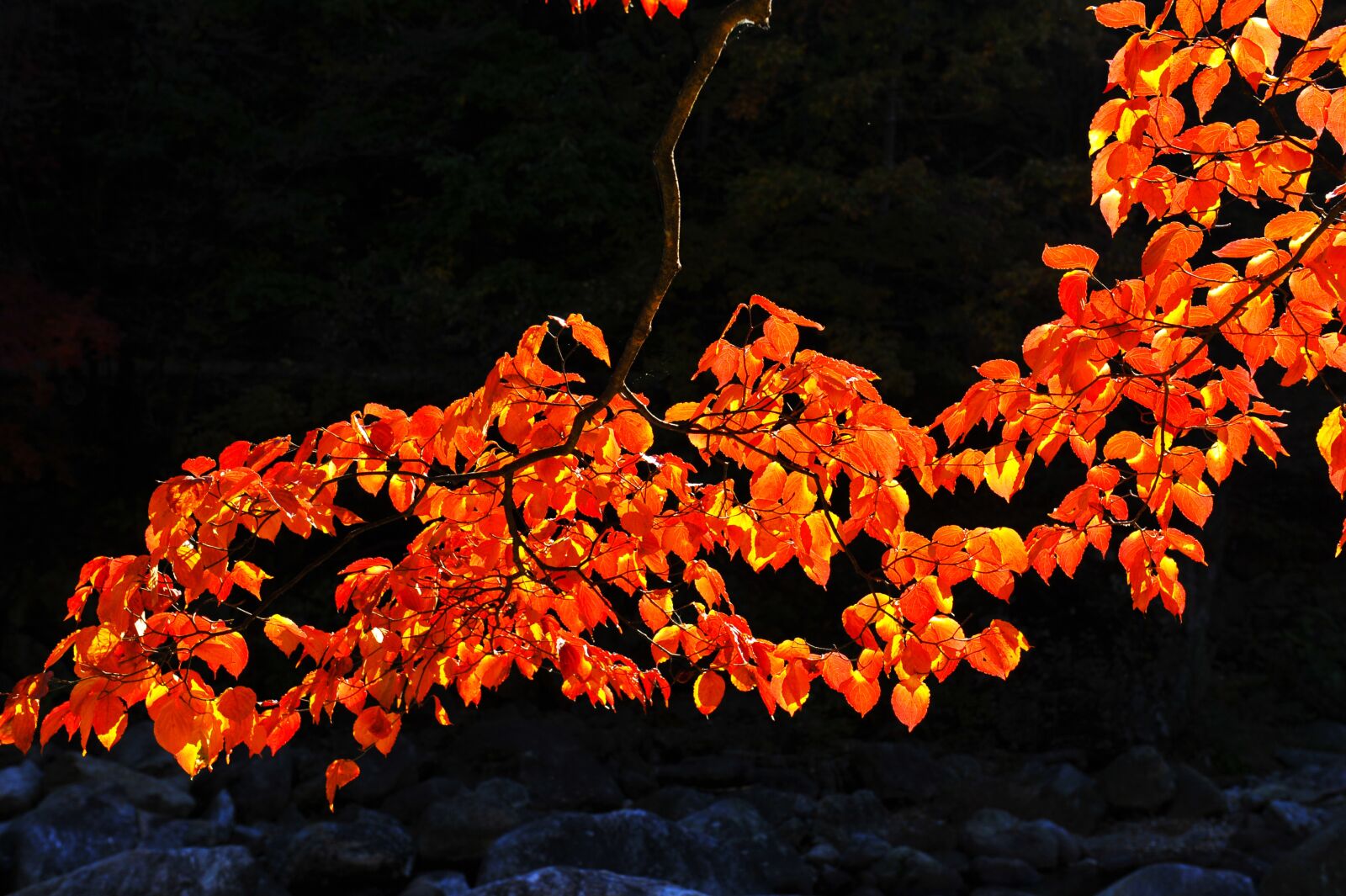Nikon D3S sample photo. Fall color, autumn leaves photography