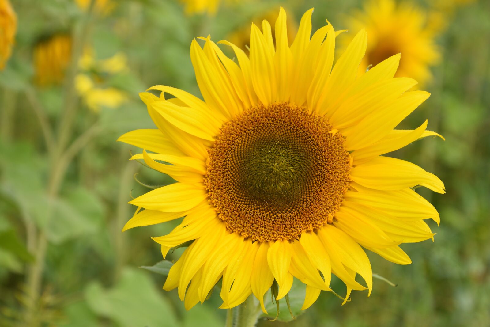 Nikon D7200 sample photo. Sunflower, blossom, bloom photography