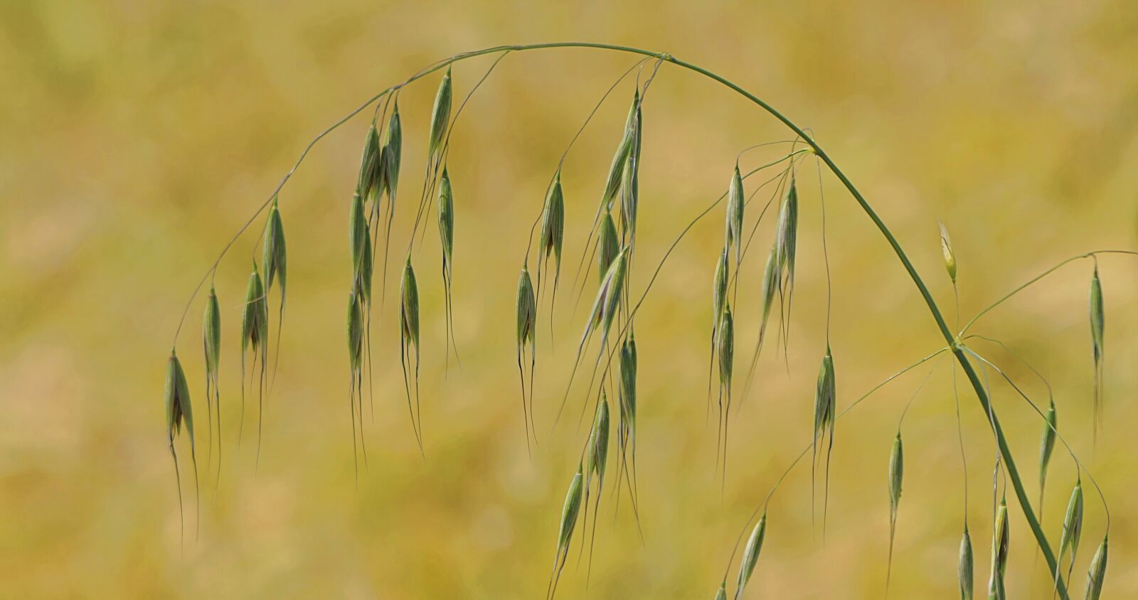 Panasonic Lumix DMC-FZ2500 (Lumix DMC-FZ2000) sample photo. Grass, arc, curve photography