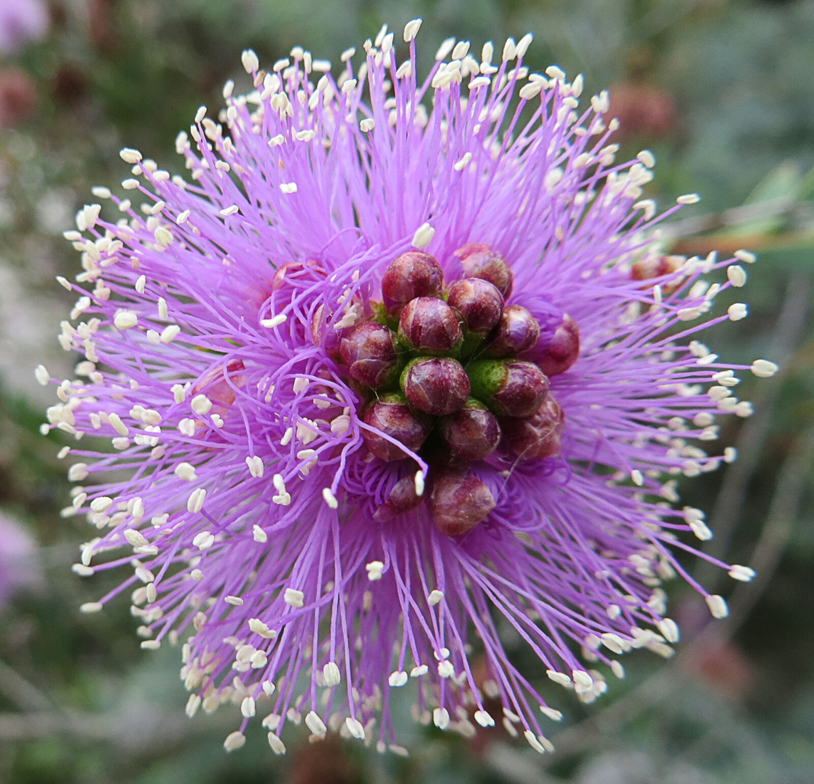 Canon PowerShot SX260 HS sample photo. Flower, nature, plant, purple photography
