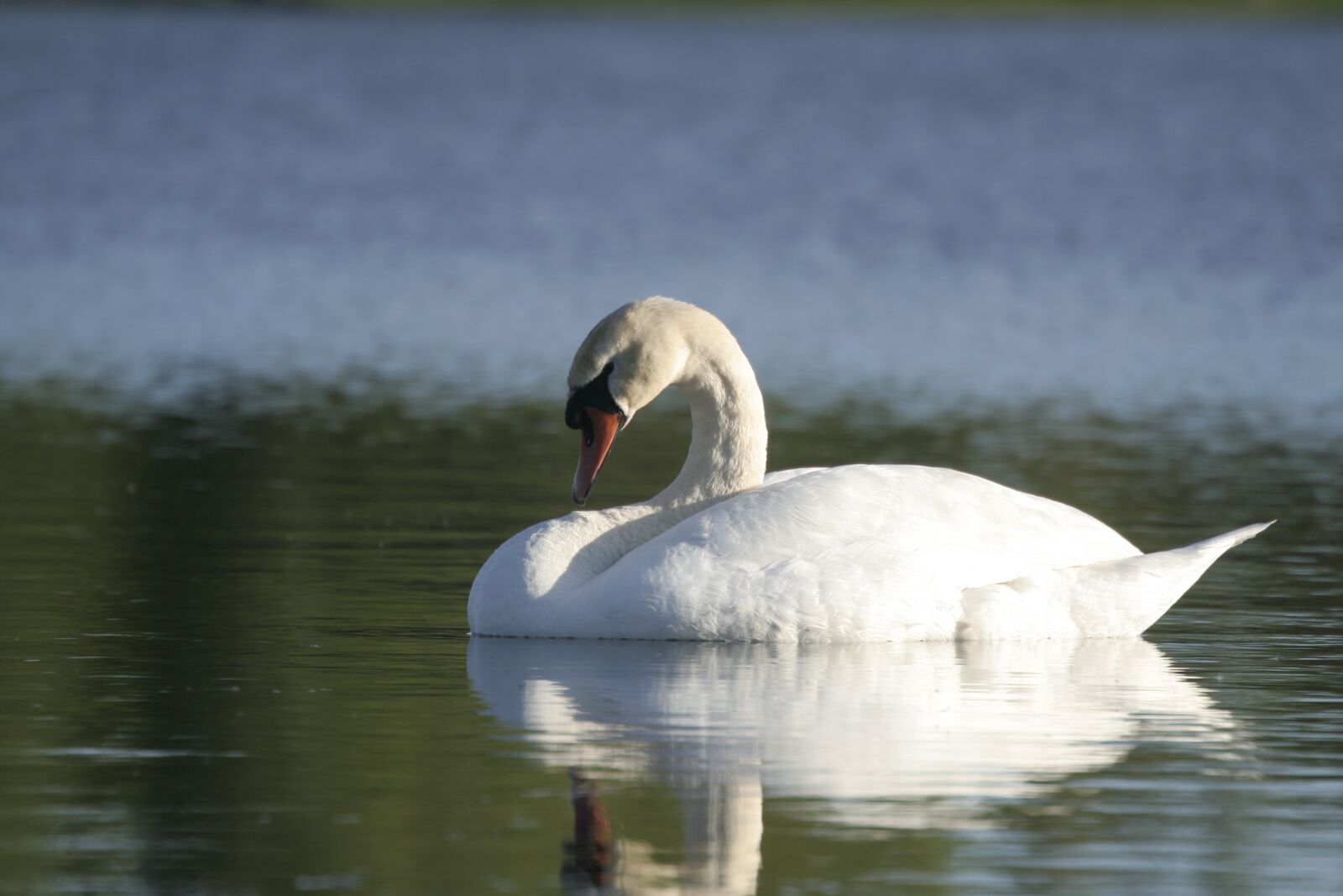 Canon EOS 350D (EOS Digital Rebel XT / EOS Kiss Digital N) sample photo. Swan, water, the lake photography