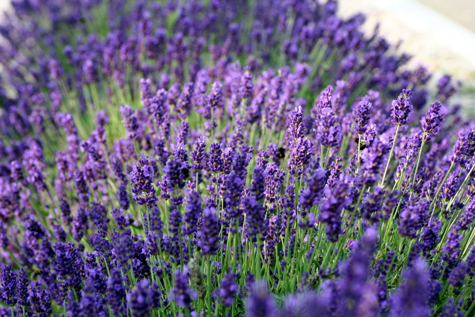 Canon EOS 350D (EOS Digital Rebel XT / EOS Kiss Digital N) sample photo. Lavender, flower, perfume photography
