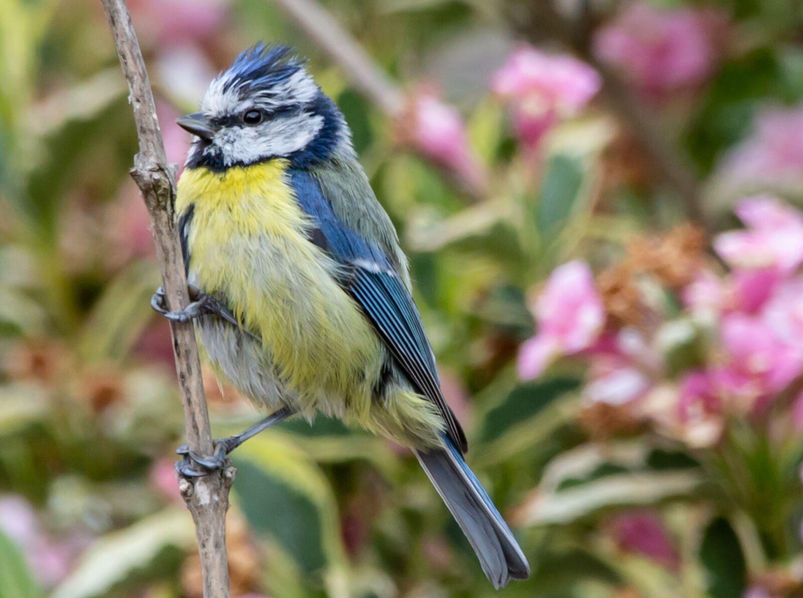 150-600mm F5-6.3 DG OS HSM | Contemporary 015 sample photo. Blue tit, tit, pink photography