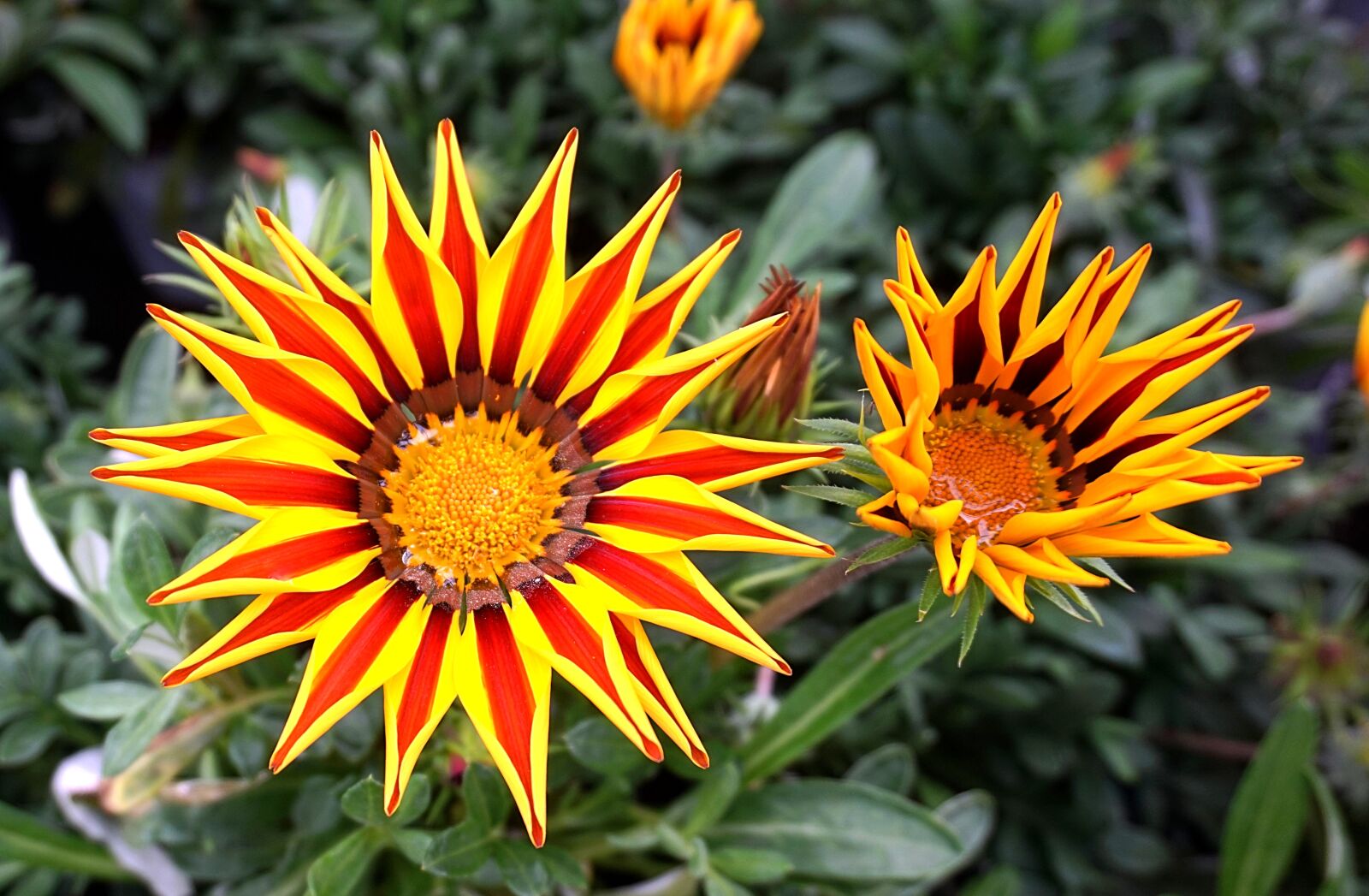 Sony Alpha a5000 (ILCE 5000) sample photo. Ice plant, yellow, flower photography