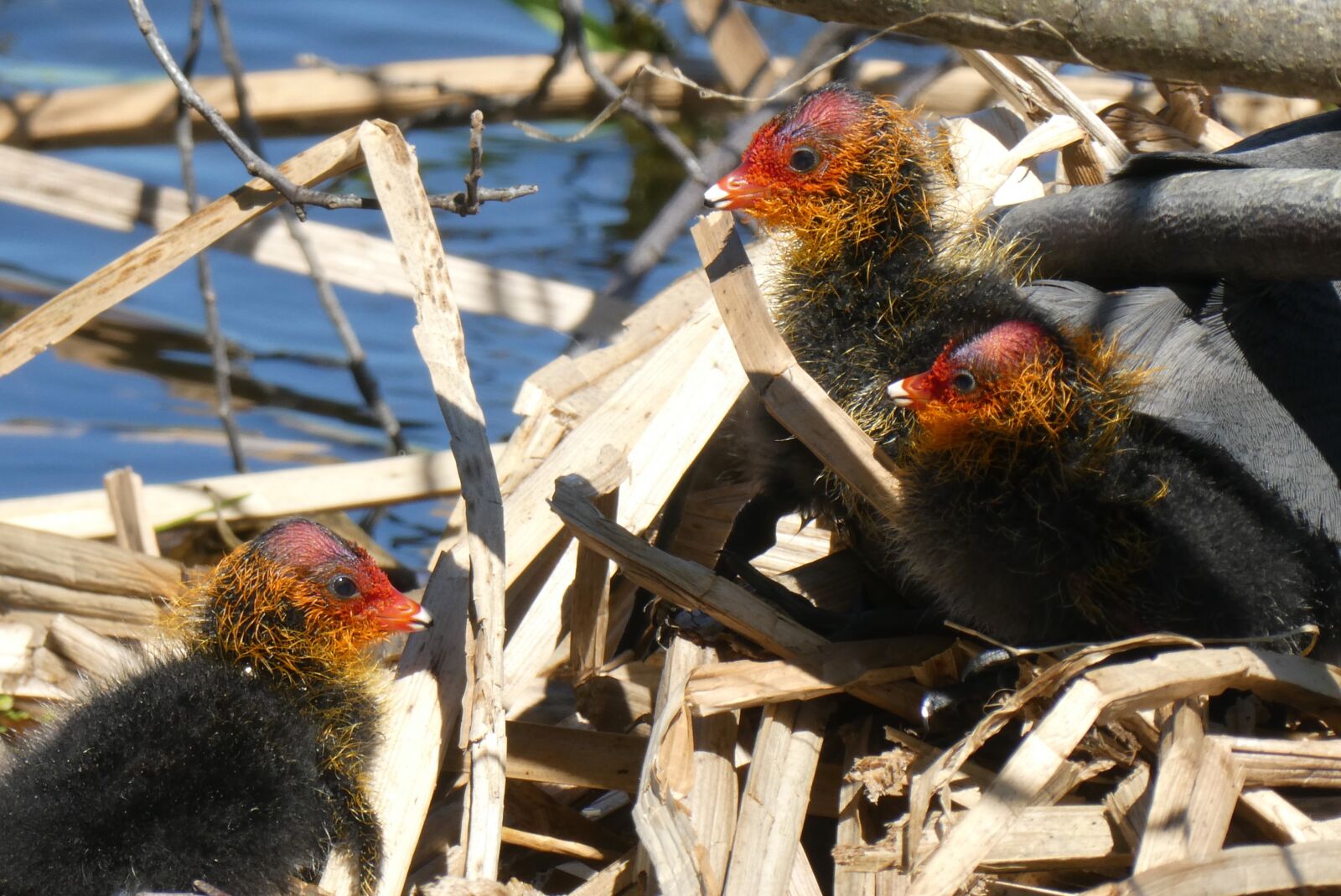 Panasonic Lumix DC-ZS70 (Lumix DC-TZ90) sample photo. Coot, nest, chicks photography