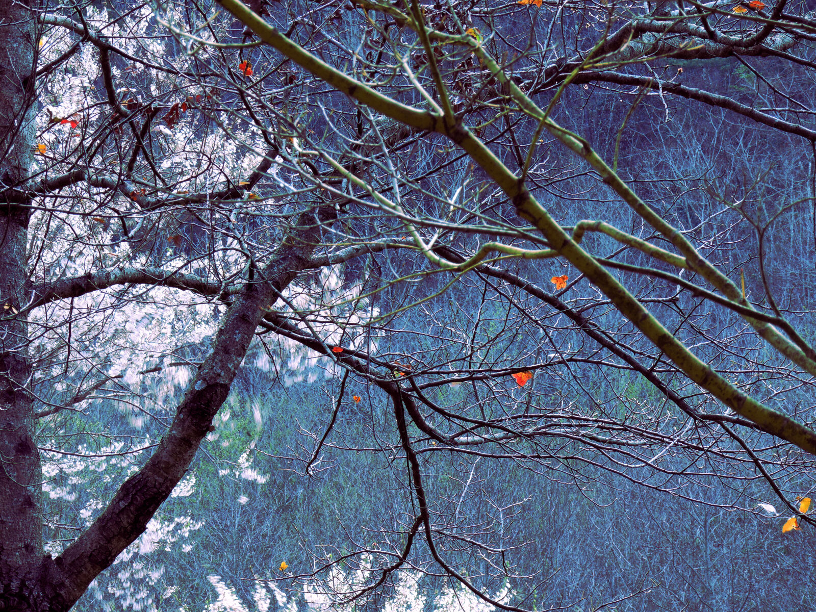 Nikon Coolpix P510 sample photo. Photo, of, tree, branches photography