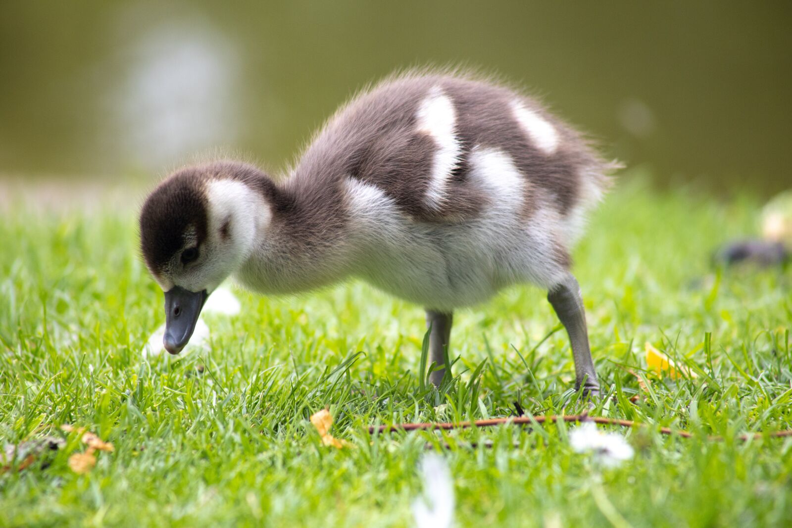 Canon EOS RP sample photo. Young, goose, sweet photography