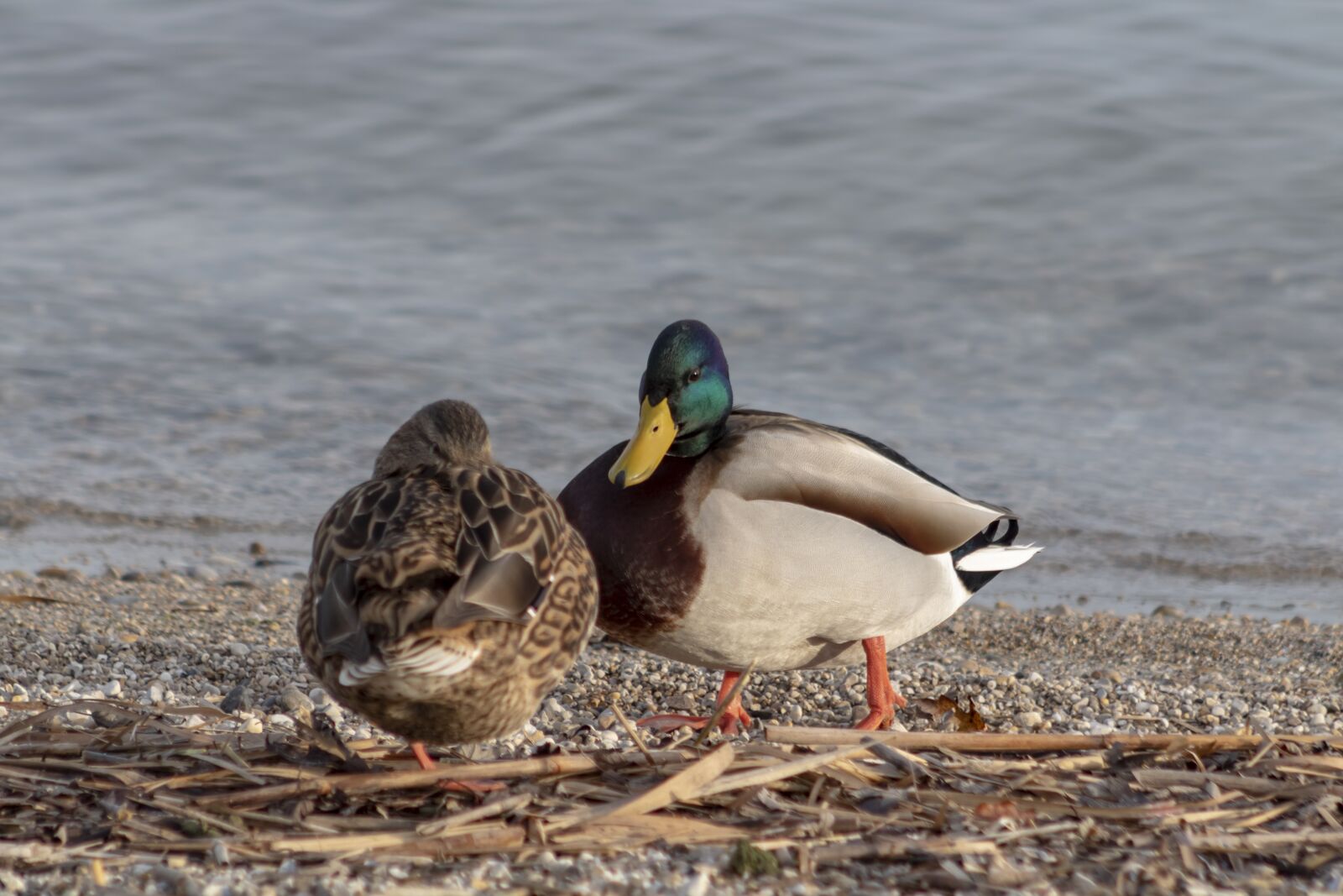 Canon EF75-300mm f/4-5.6 sample photo. Mallard duck, duck, wild photography