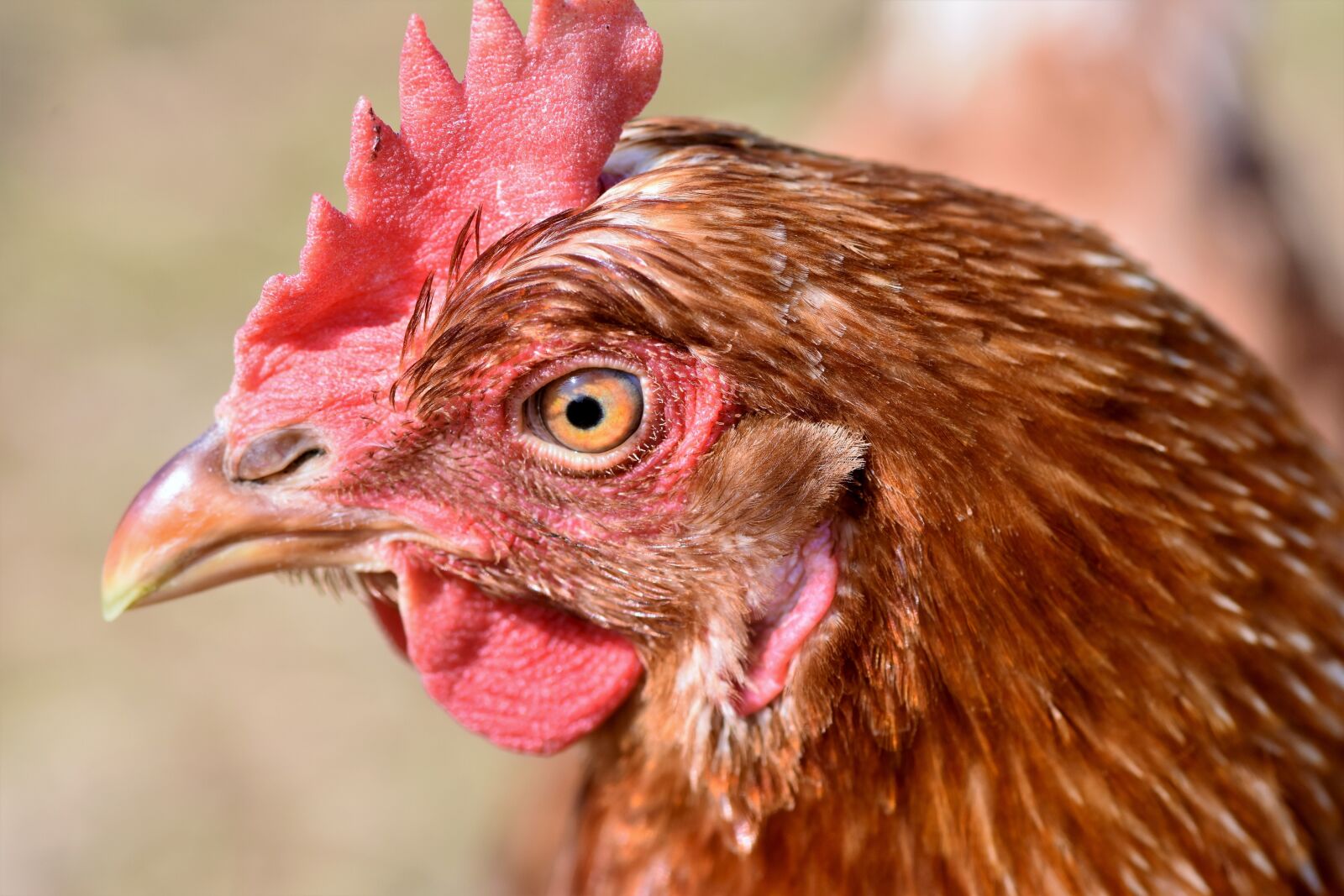 Nikon D7200 sample photo. Chicken, hen, poultry photography