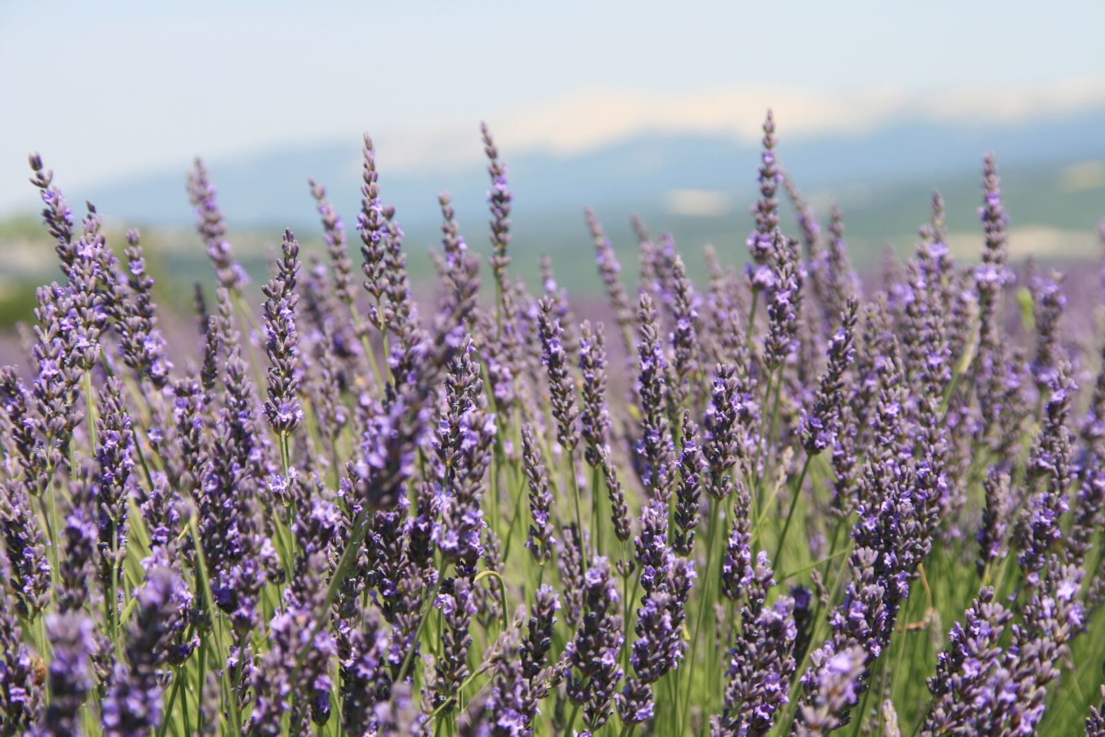 Canon EOS 400D (EOS Digital Rebel XTi / EOS Kiss Digital X) sample photo. Provence, lavender field, summer photography