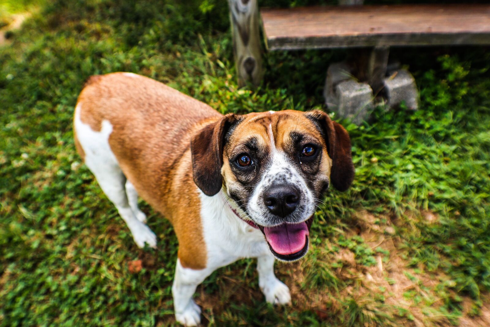 Canon EOS M6 sample photo. Dog, pet, puppy photography