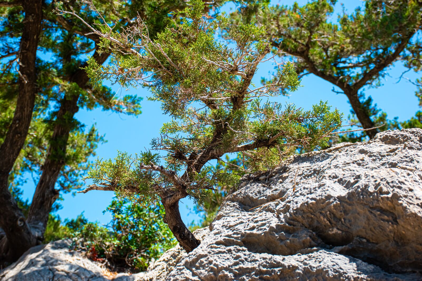Nikon D5600 sample photo. Nature, tree, trees photography