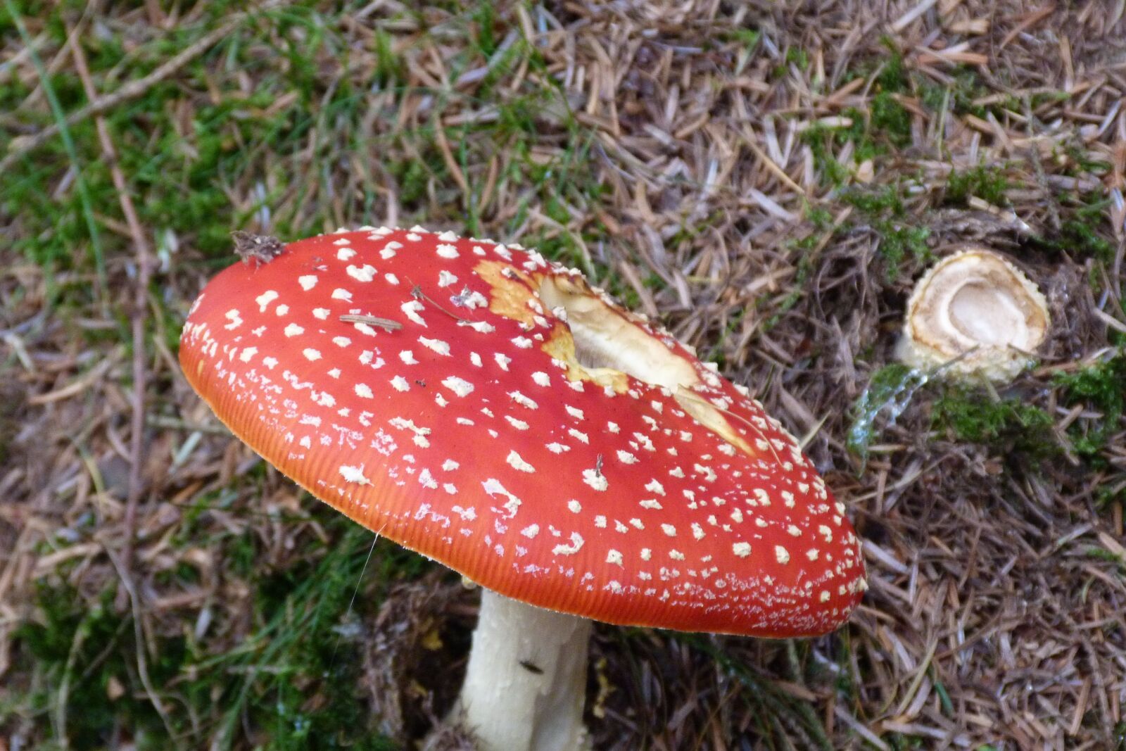 Panasonic Lumix DMC-FZ40 (Lumix DMC-FZ45) sample photo. Mushroom, fungii, woodland photography