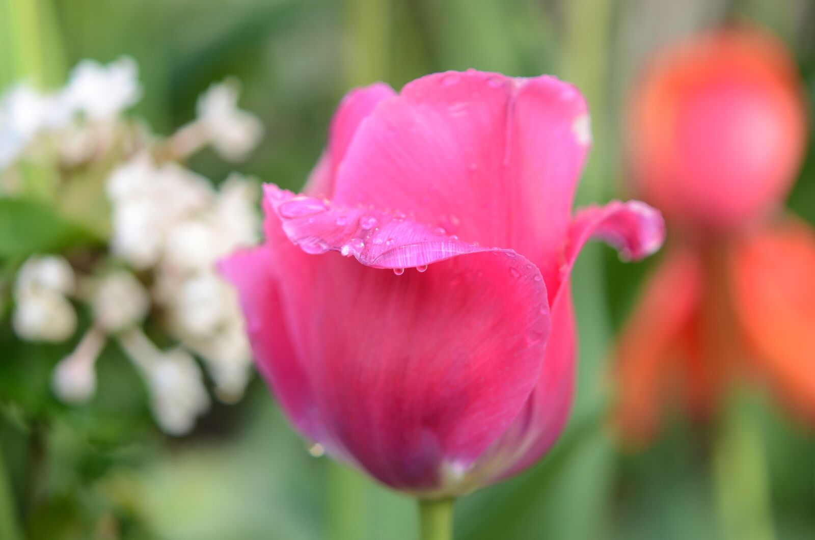 Nikon D7000 sample photo. Tulip, flower, spring photography