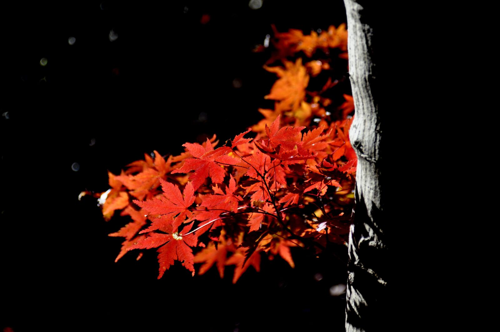 Nikon D90 sample photo. Autumnal leaves, maples, winter photography