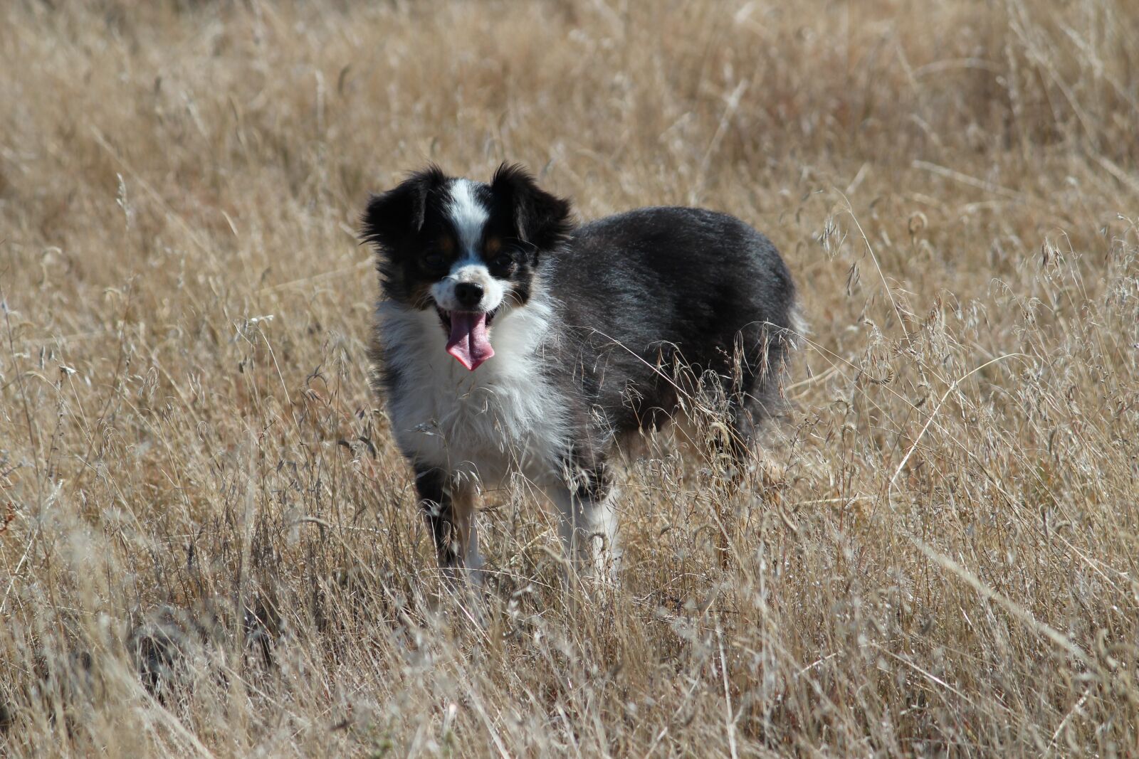 Canon EOS 600D (Rebel EOS T3i / EOS Kiss X5) sample photo. Animal, grass, mammal photography