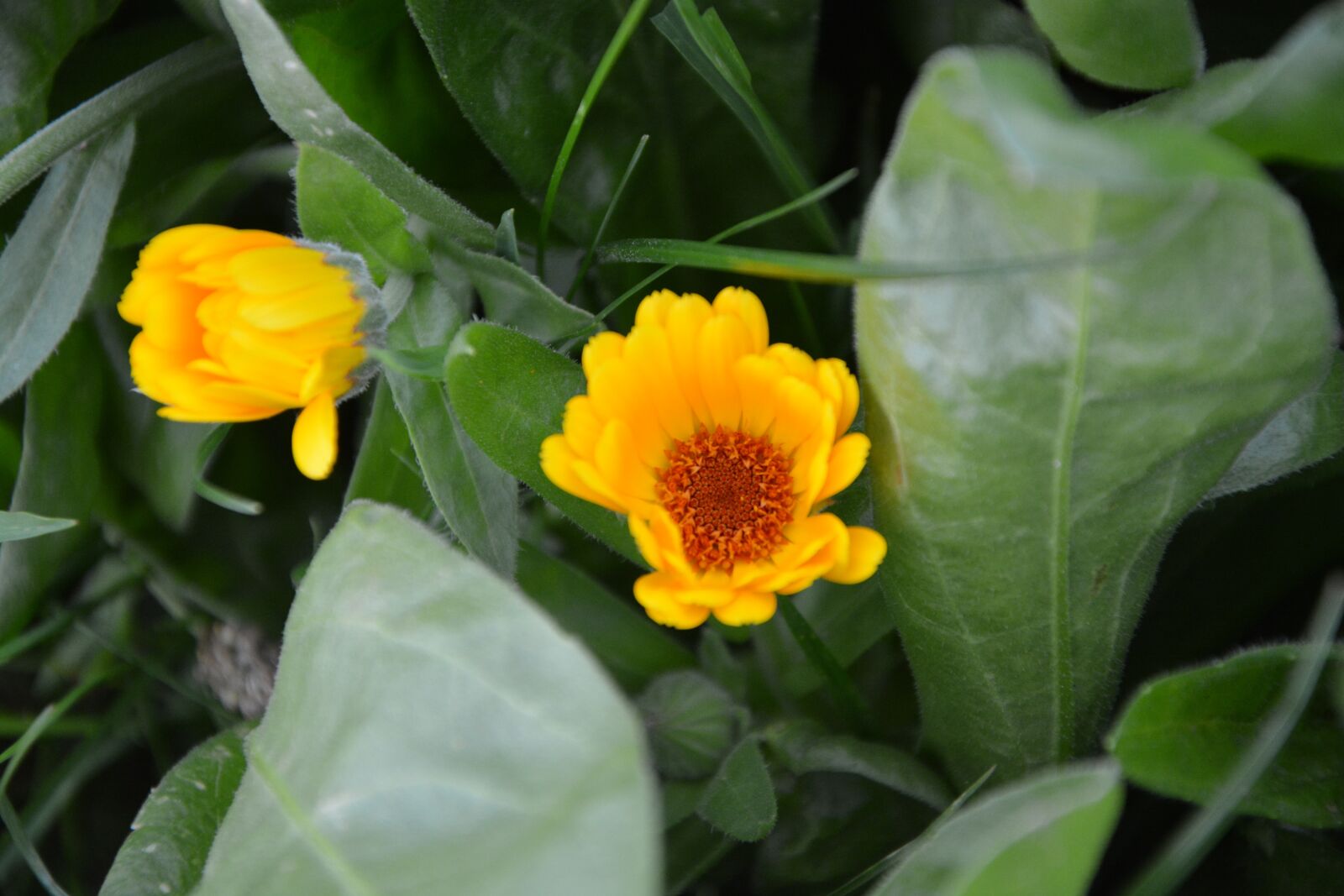 Nikon D5200 sample photo. Flowers, color orange, blossomed photography