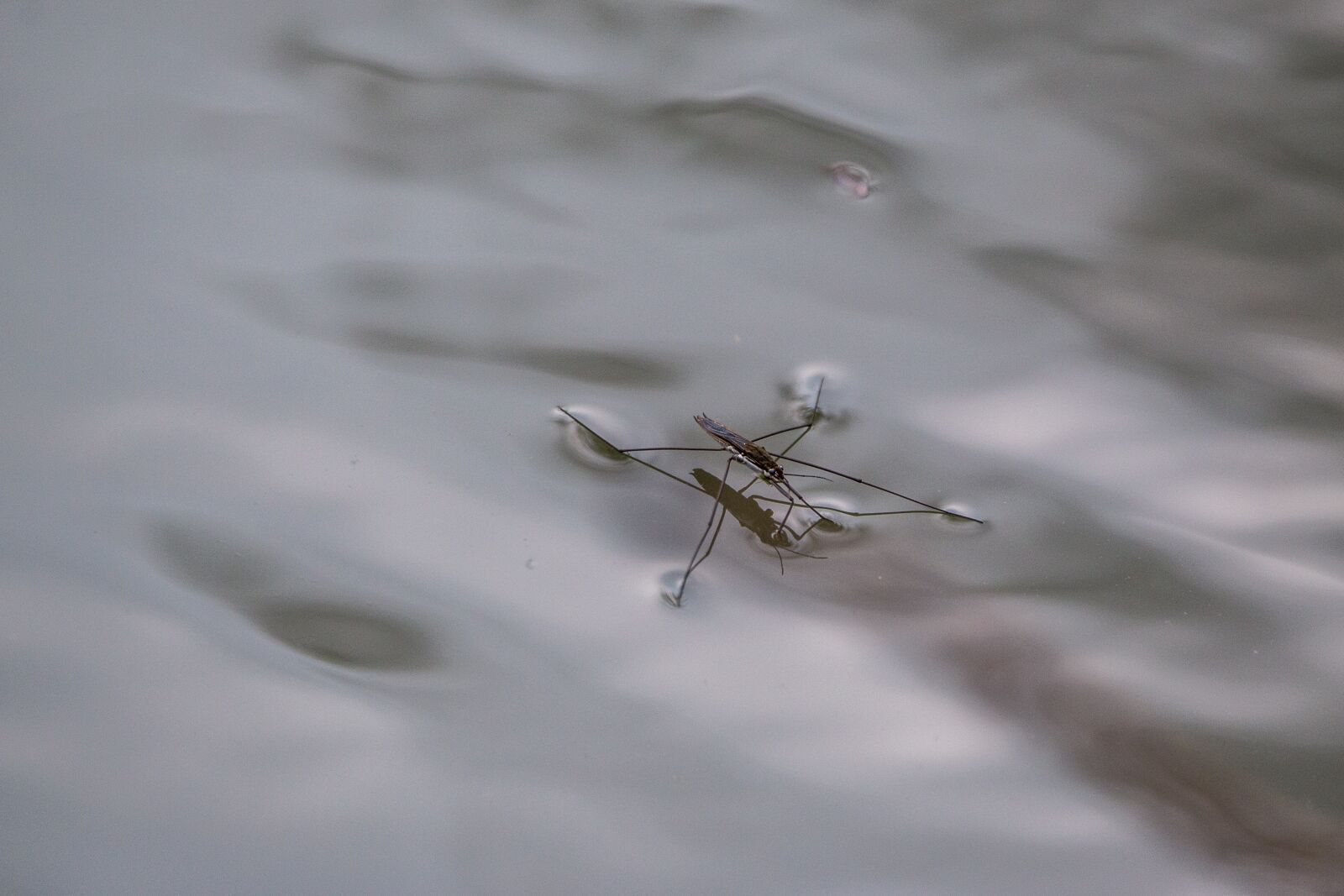 150-600mm F5-6.3 DG OS HSM | Contemporary 015 sample photo. Water striders, lake, pond photography