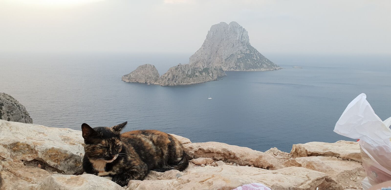 Samsung Galaxy S9+ sample photo. Ibiza, cat, vacations photography