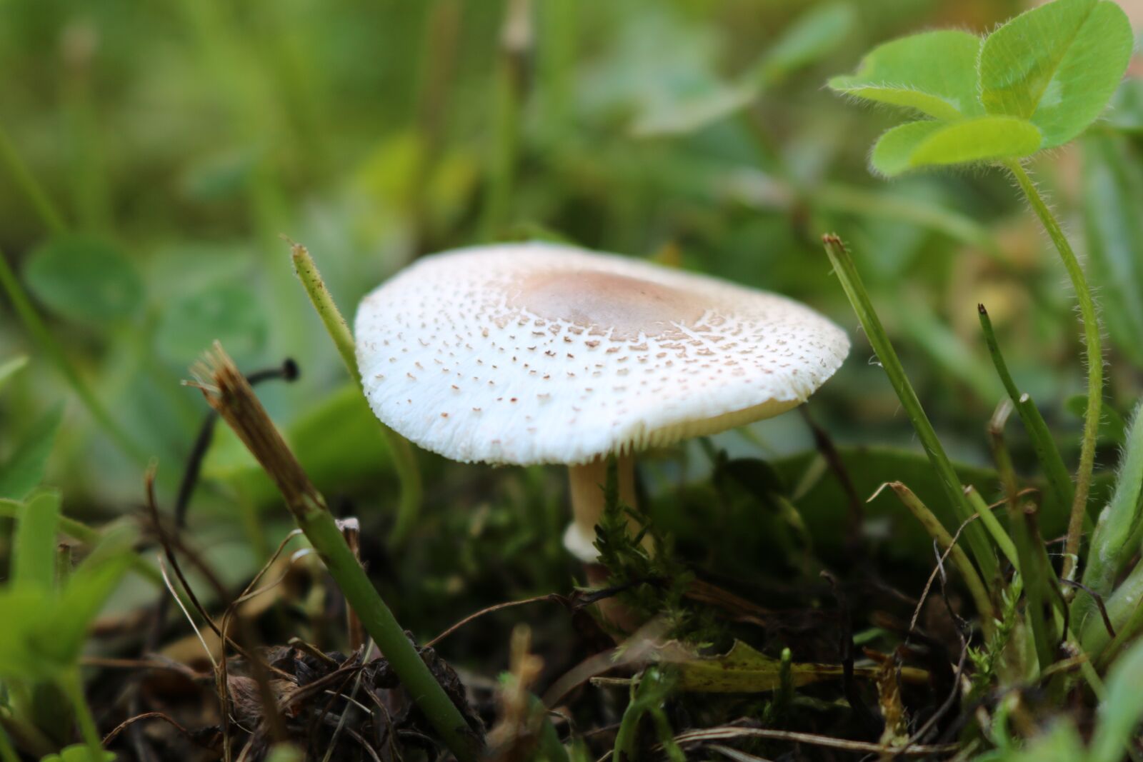Canon EOS 750D (EOS Rebel T6i / EOS Kiss X8i) sample photo. Mushroom, nature, forest photography