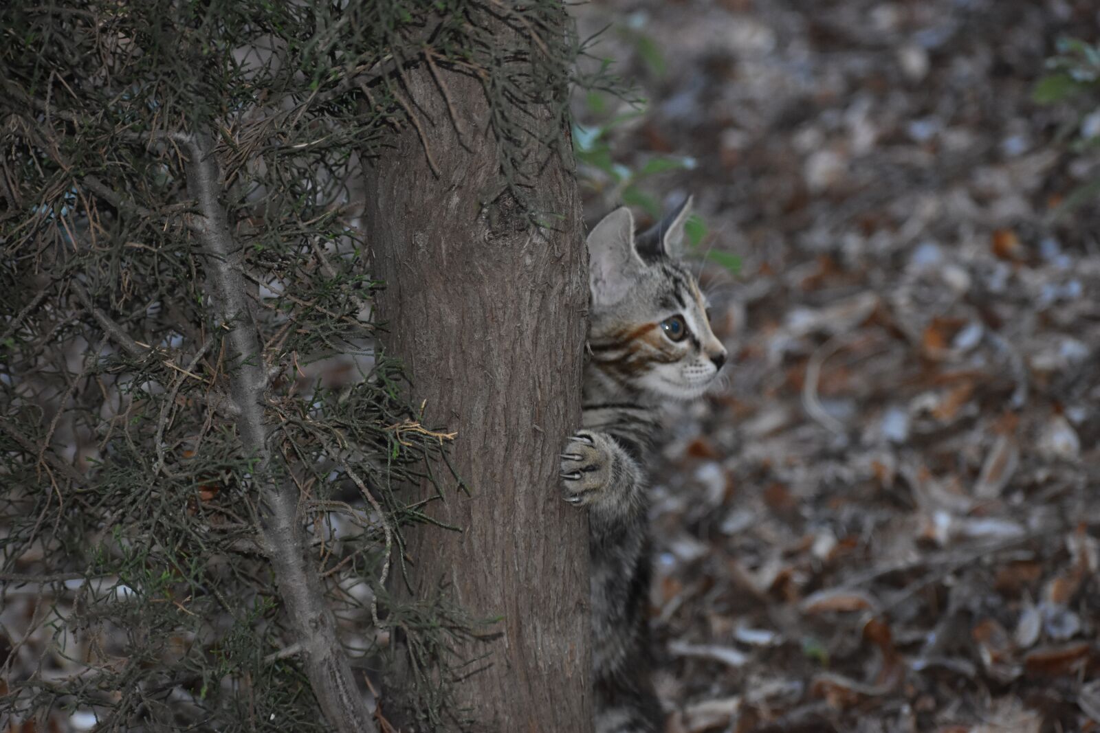 Nikon D3400 sample photo. Kitten, nature, plays photography