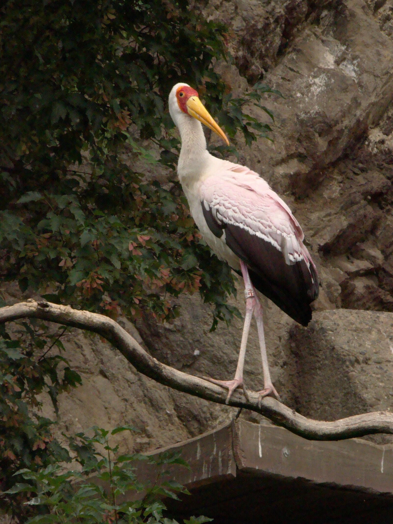 Sony Cyber-shot DSC-H50 sample photo. Prague, czech republic, zoo photography
