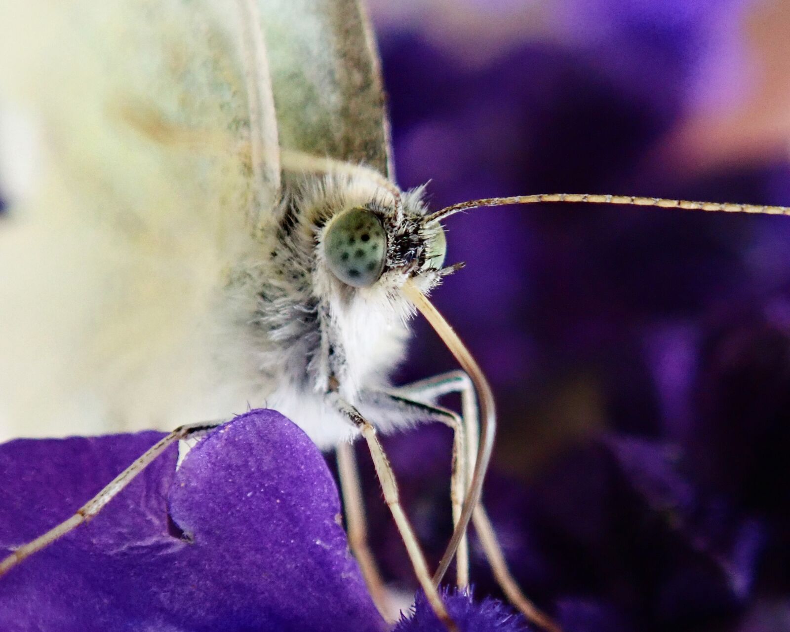 Olympus TG-5 sample photo. Insect, butterfly, eyes photography