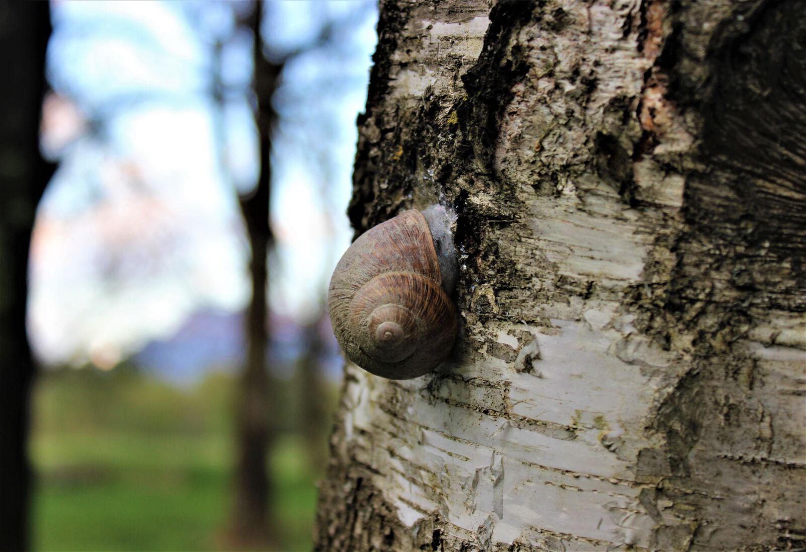 Canon EOS 600D (Rebel EOS T3i / EOS Kiss X5) sample photo. Snail, nature, animal photography