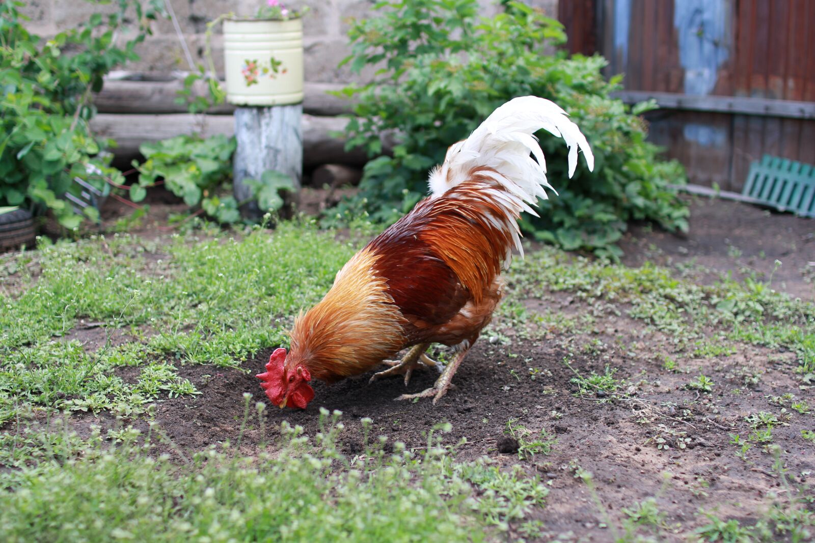 Canon EOS 60D sample photo. Cock, bird, a rooster photography