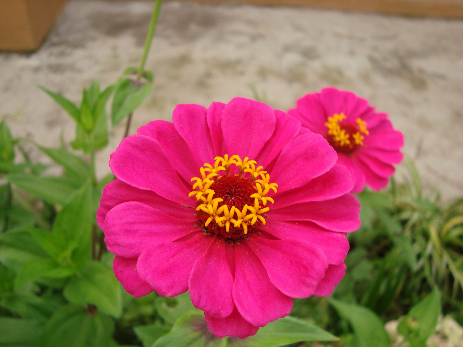 Sony Cyber-shot DSC-W120 sample photo. Zinnia, flower, flowers photography