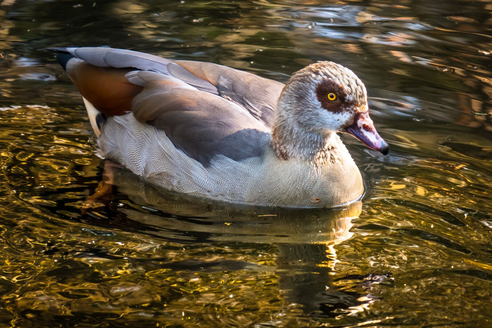 Canon PowerShot G3 X sample photo. Nilgans, goose, watch photography