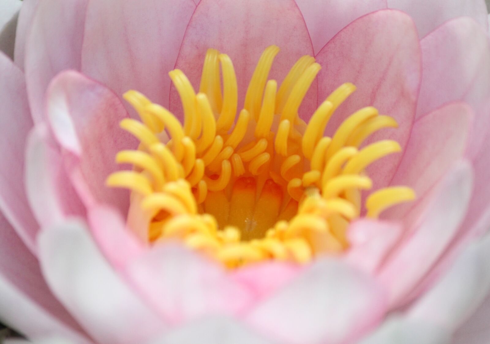 Canon EOS 700D (EOS Rebel T5i / EOS Kiss X7i) sample photo. Waterlily, pink, flower photography
