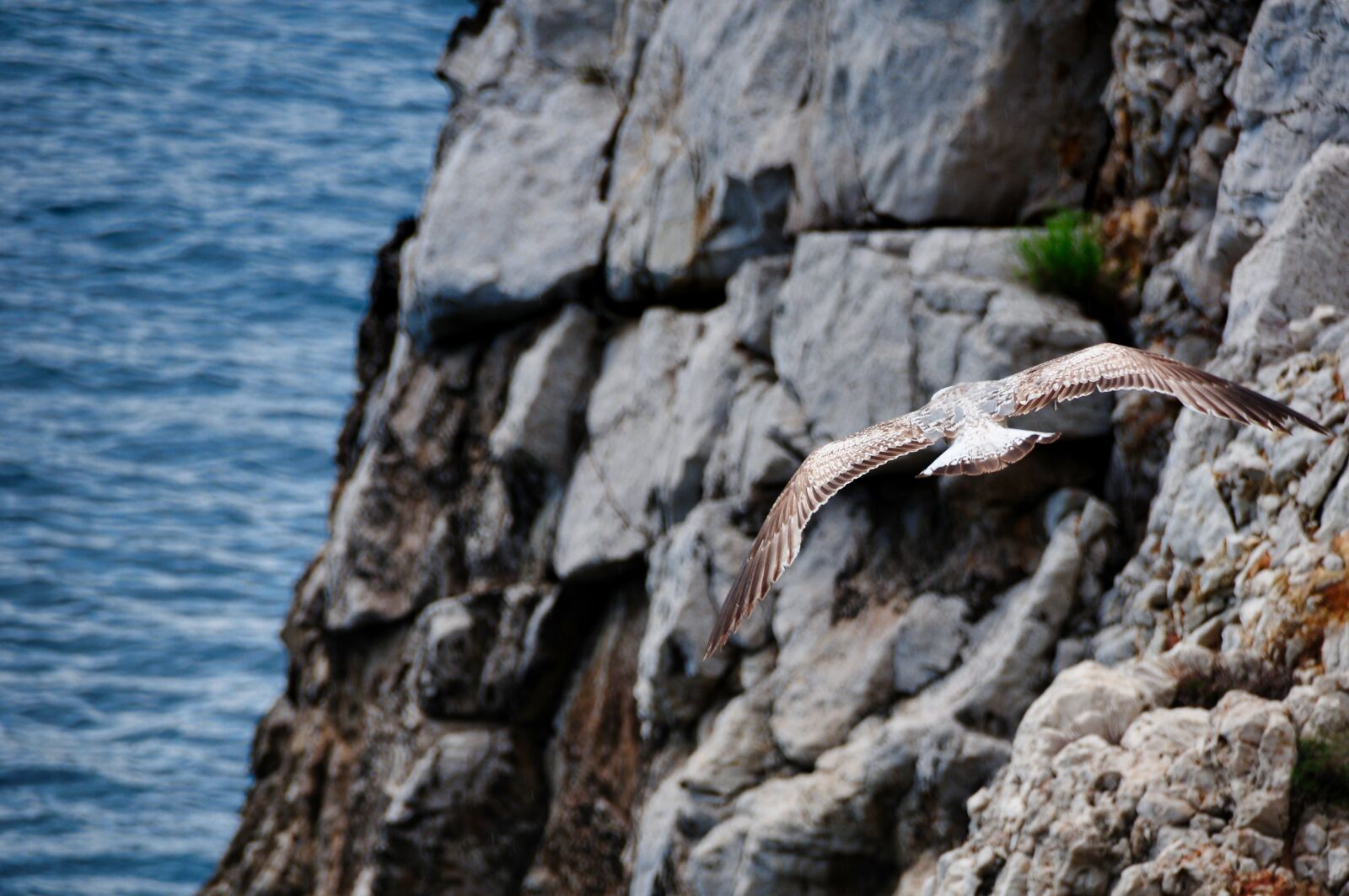 Nikon D300S sample photo. Flight, seagull, hunting photography