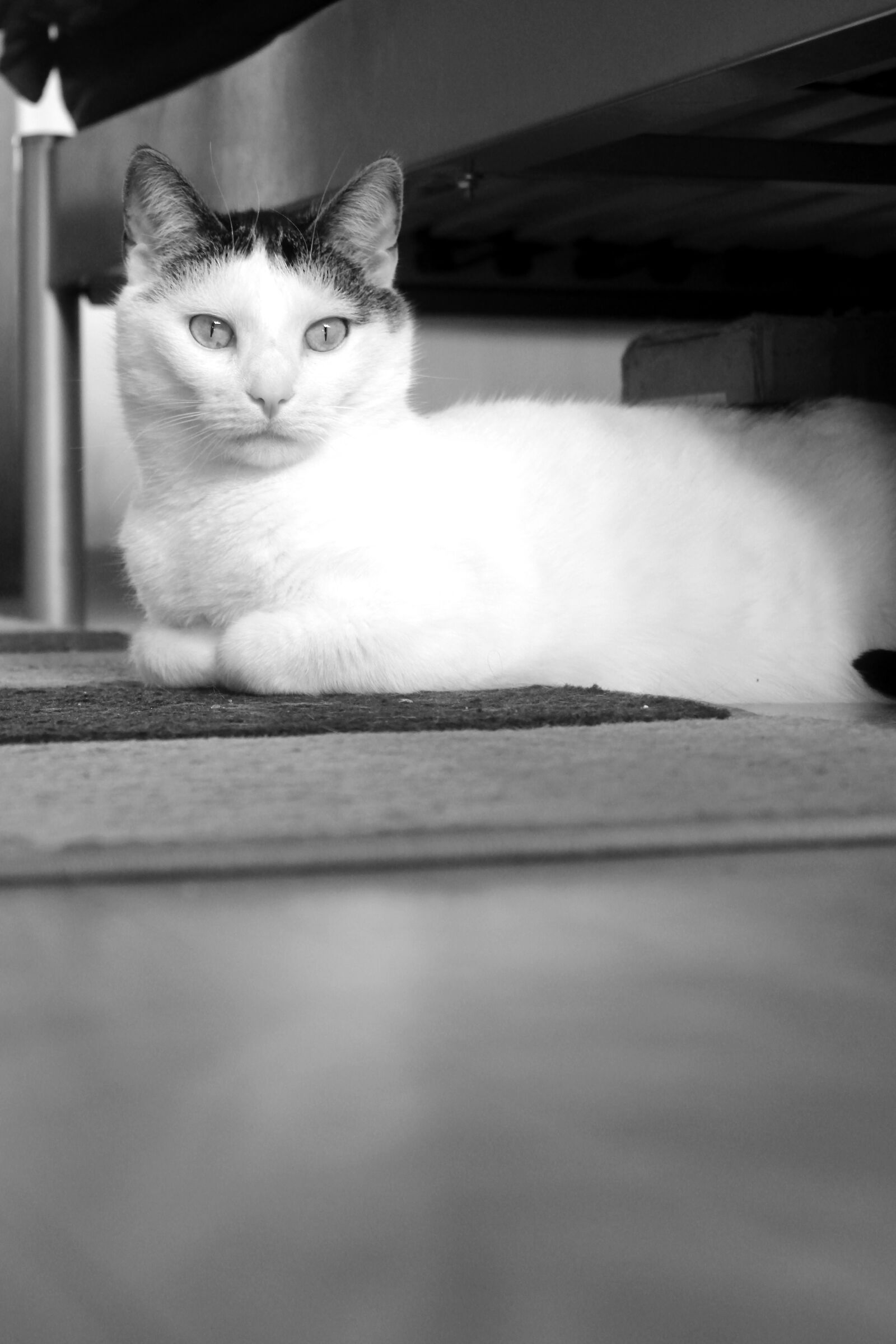 Canon EOS 2000D (EOS Rebel T7 / EOS Kiss X90 / EOS 1500D) sample photo. Pet, cat, animal photography