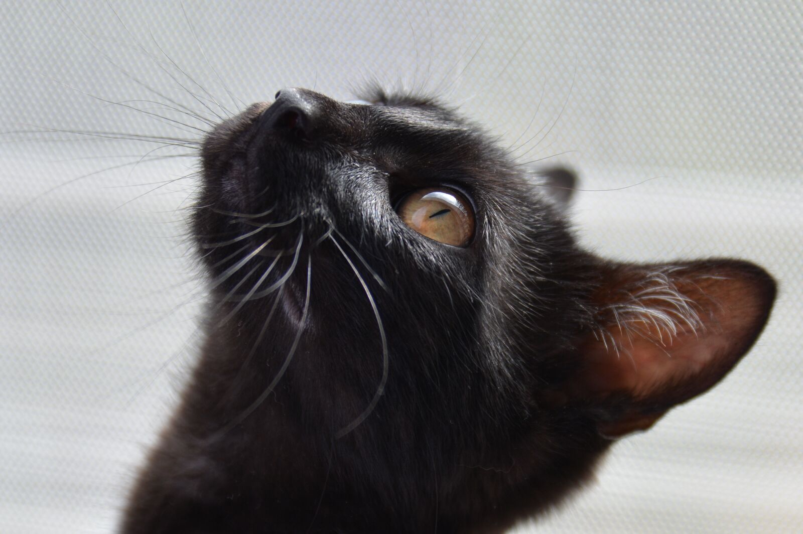 Nikon D7100 sample photo. Cat, black, golden eyes photography