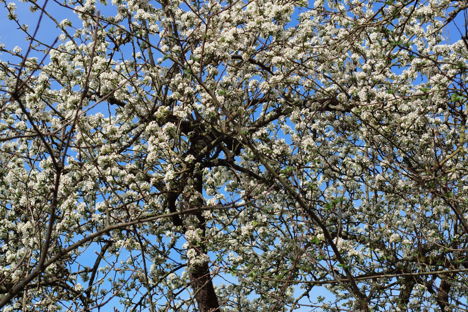 Sony SLT-A68 + MACRO 50mm F2.8 sample photo. Apple tree, spring, apple photography
