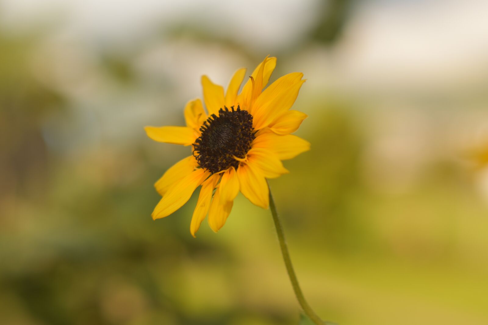 Nikon D5600 sample photo. Sunflower, plant, yellow photography