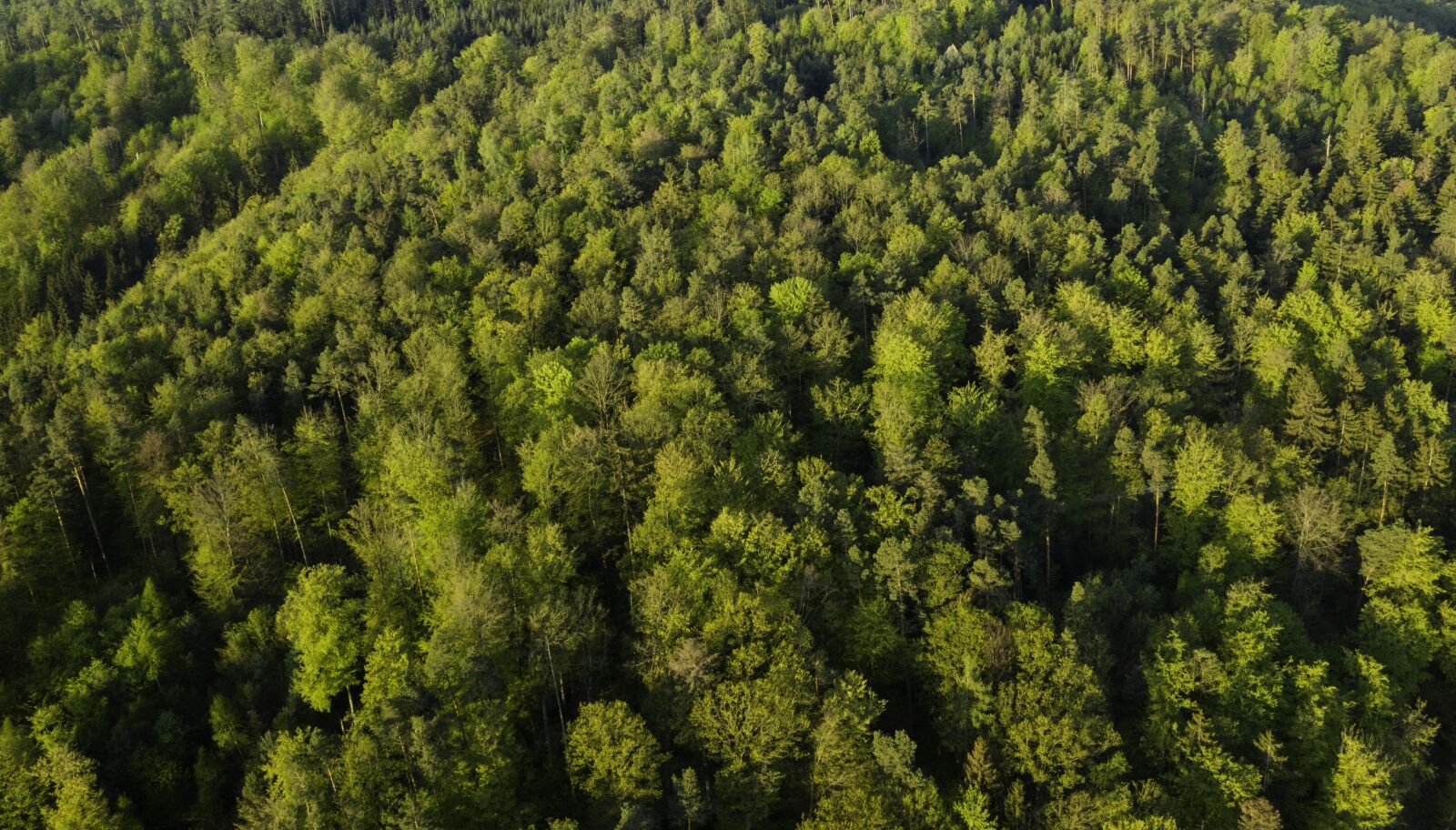 Hasselblad L1D-20c sample photo. Forest, trees, spring photography
